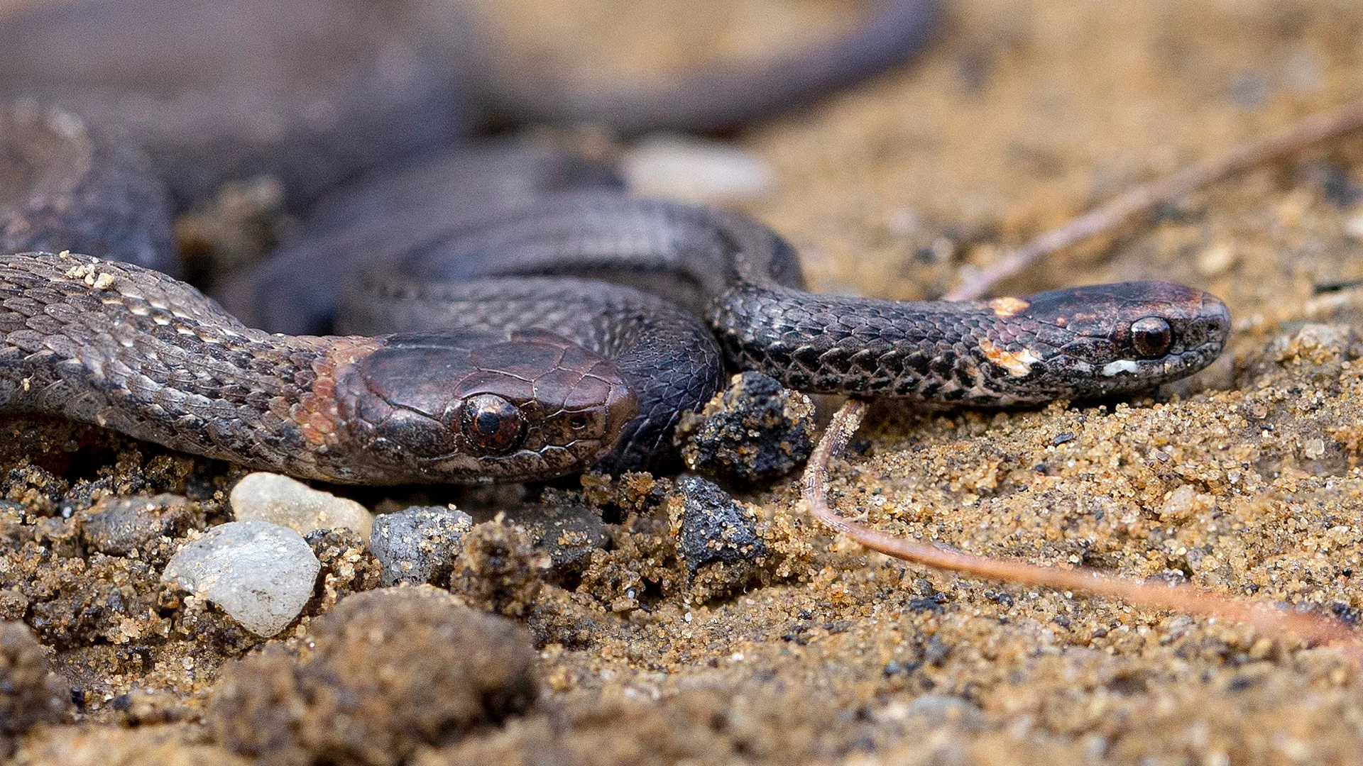 Northern Redbelly Snake