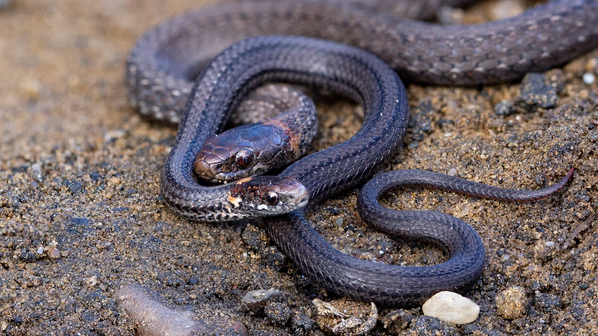 Northern Redbelly Snake