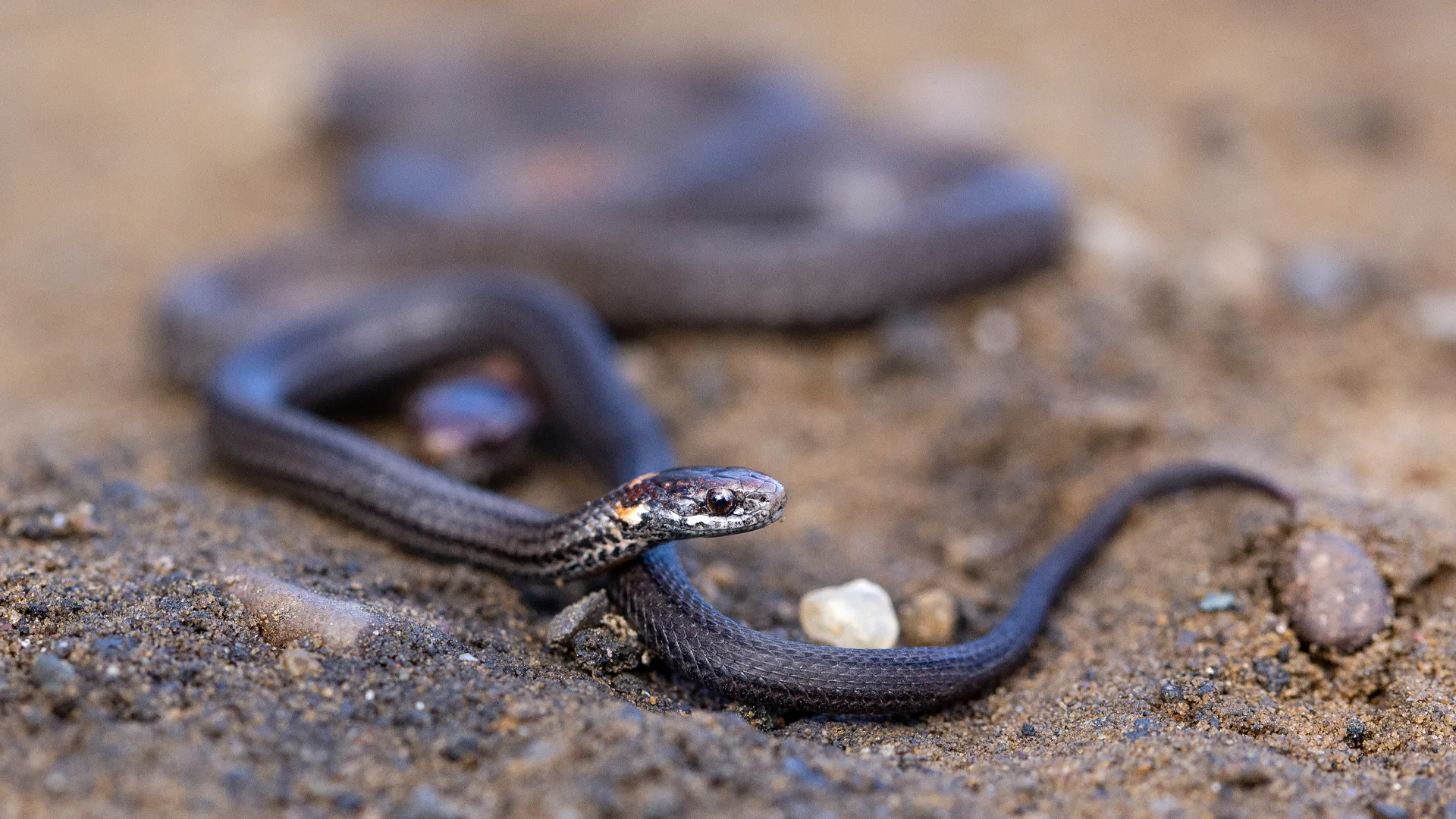 Northern Redbelly Snake