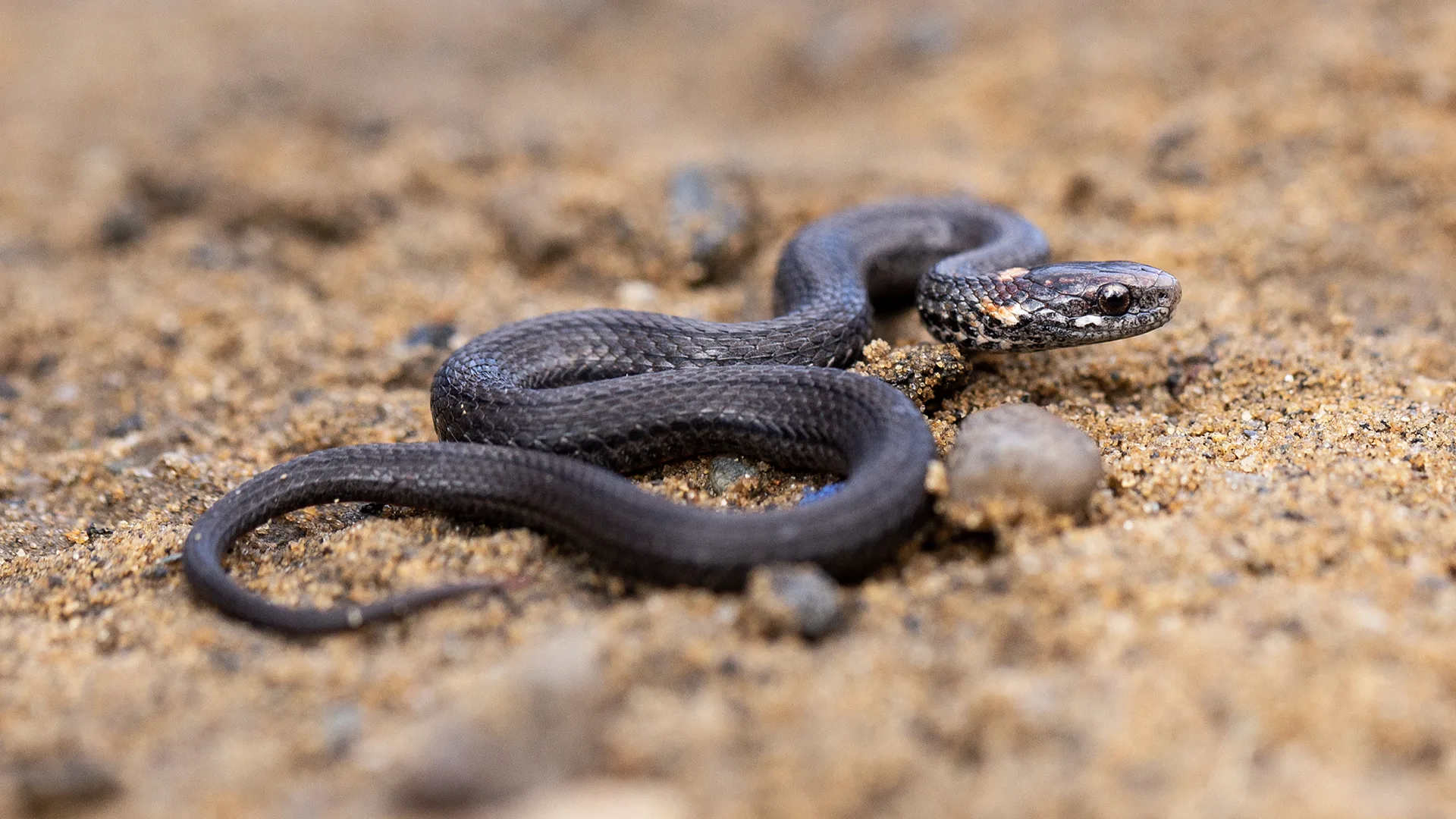 Northern Redbelly Snake
