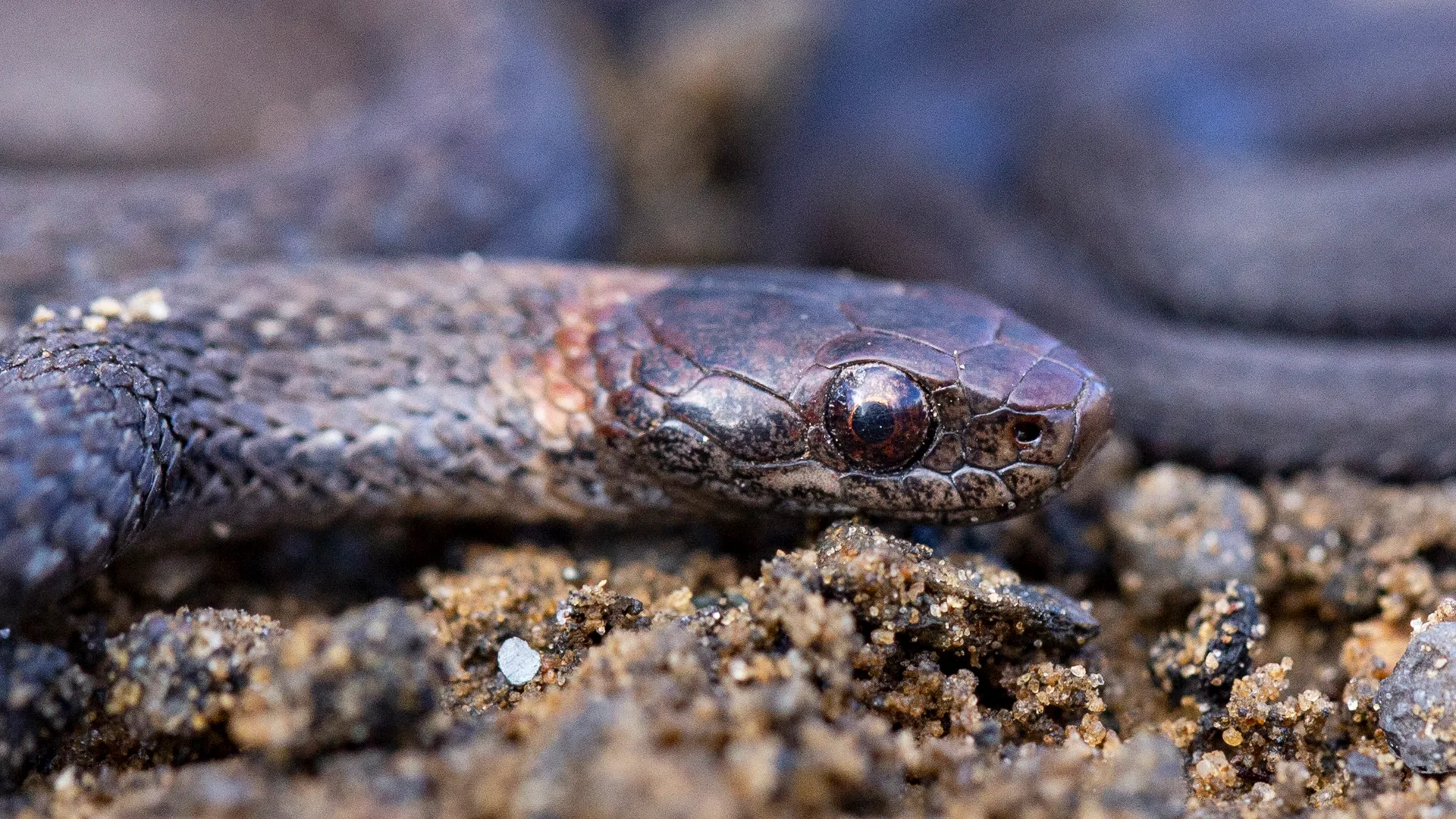 Northern Redbelly Snake