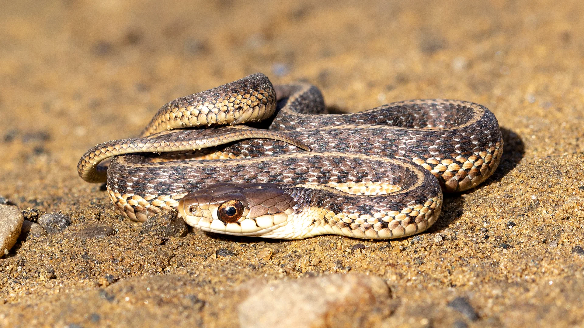 Eastern Garter Snake