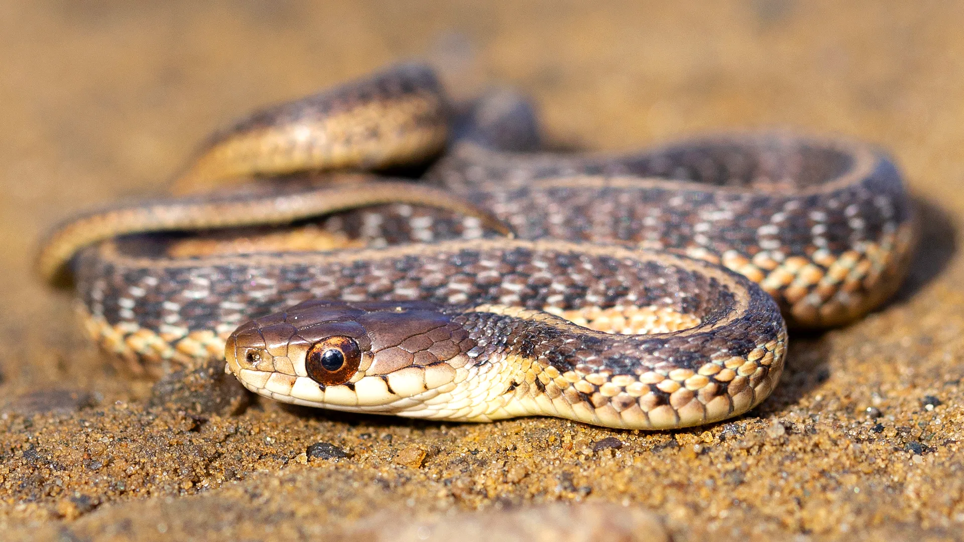 Eastern Garter Snake