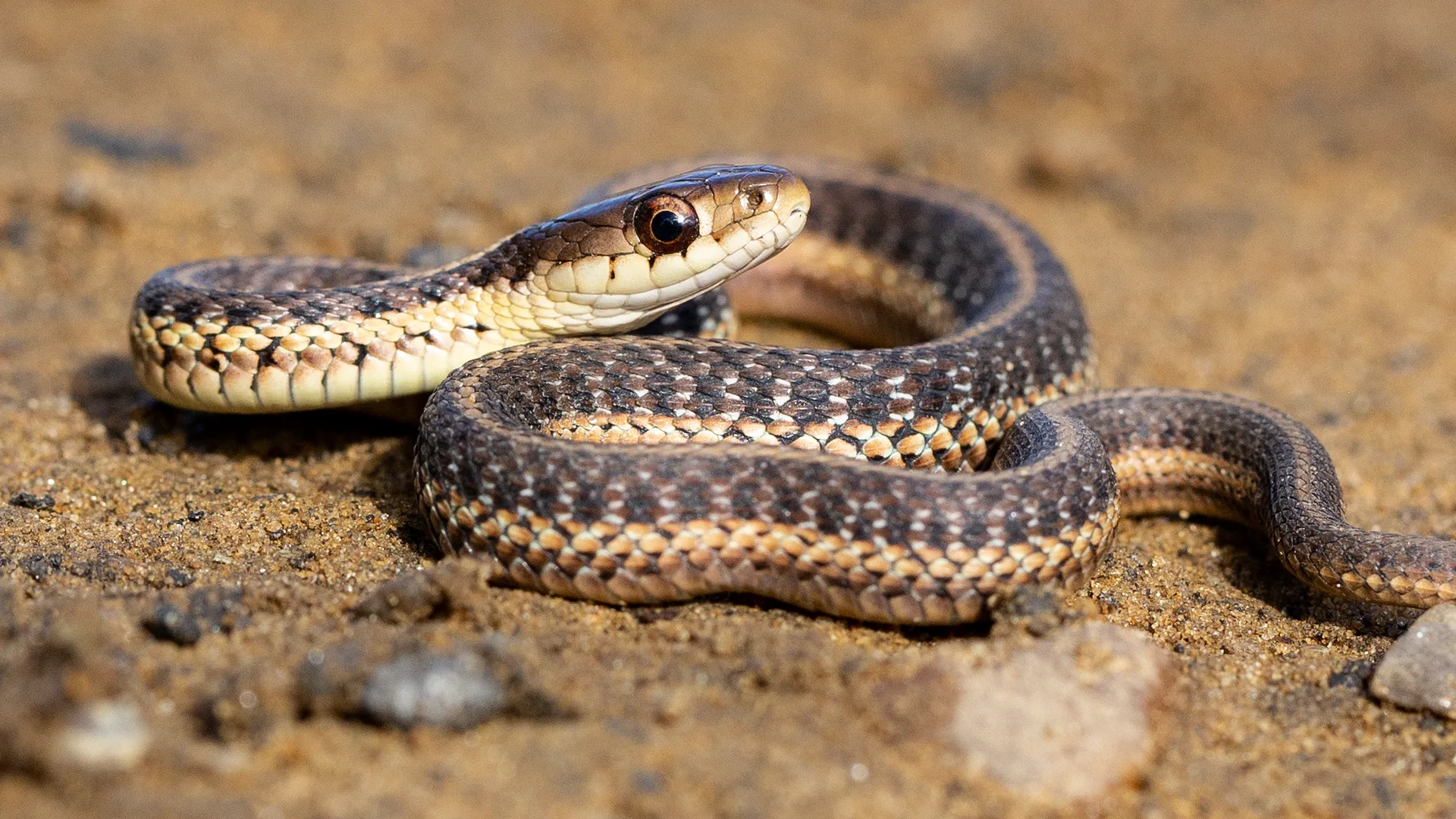 Eastern Garter Snake