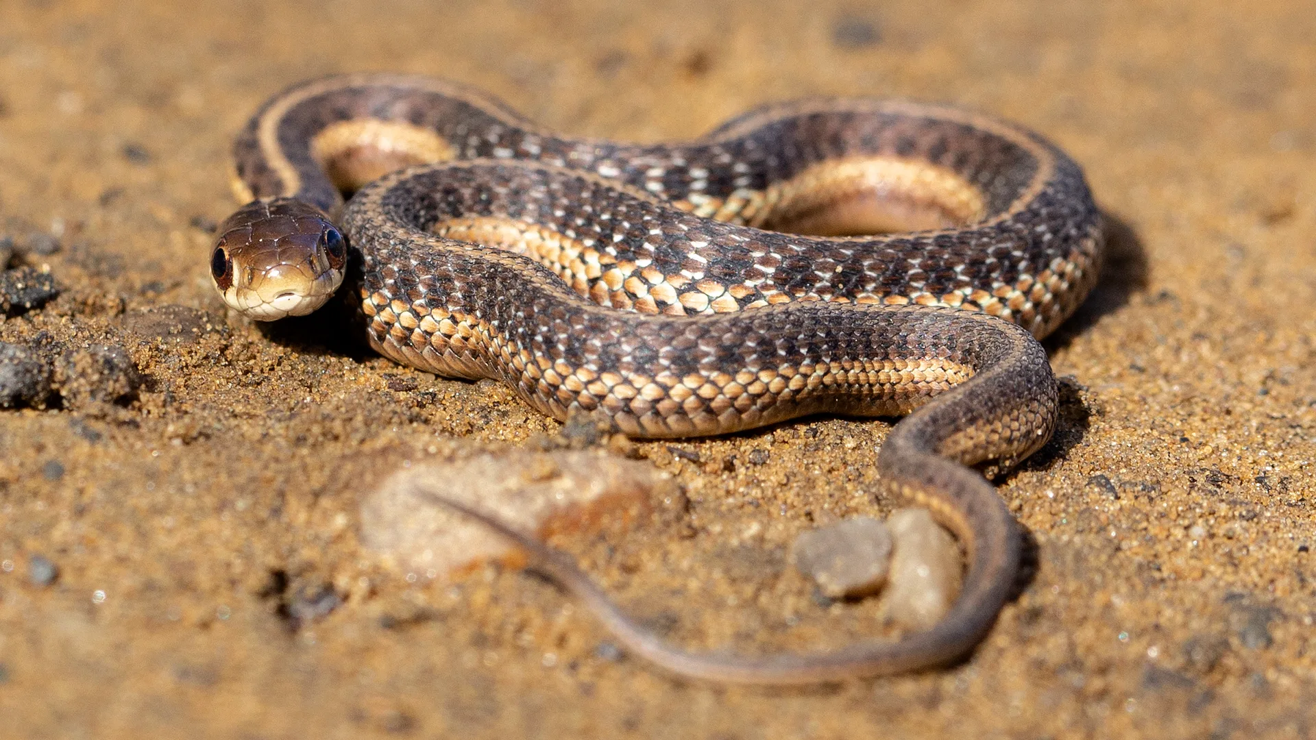 Eastern Garter Snake