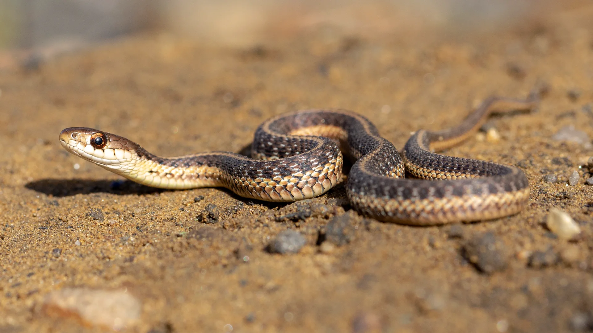 Eastern Garter Snake