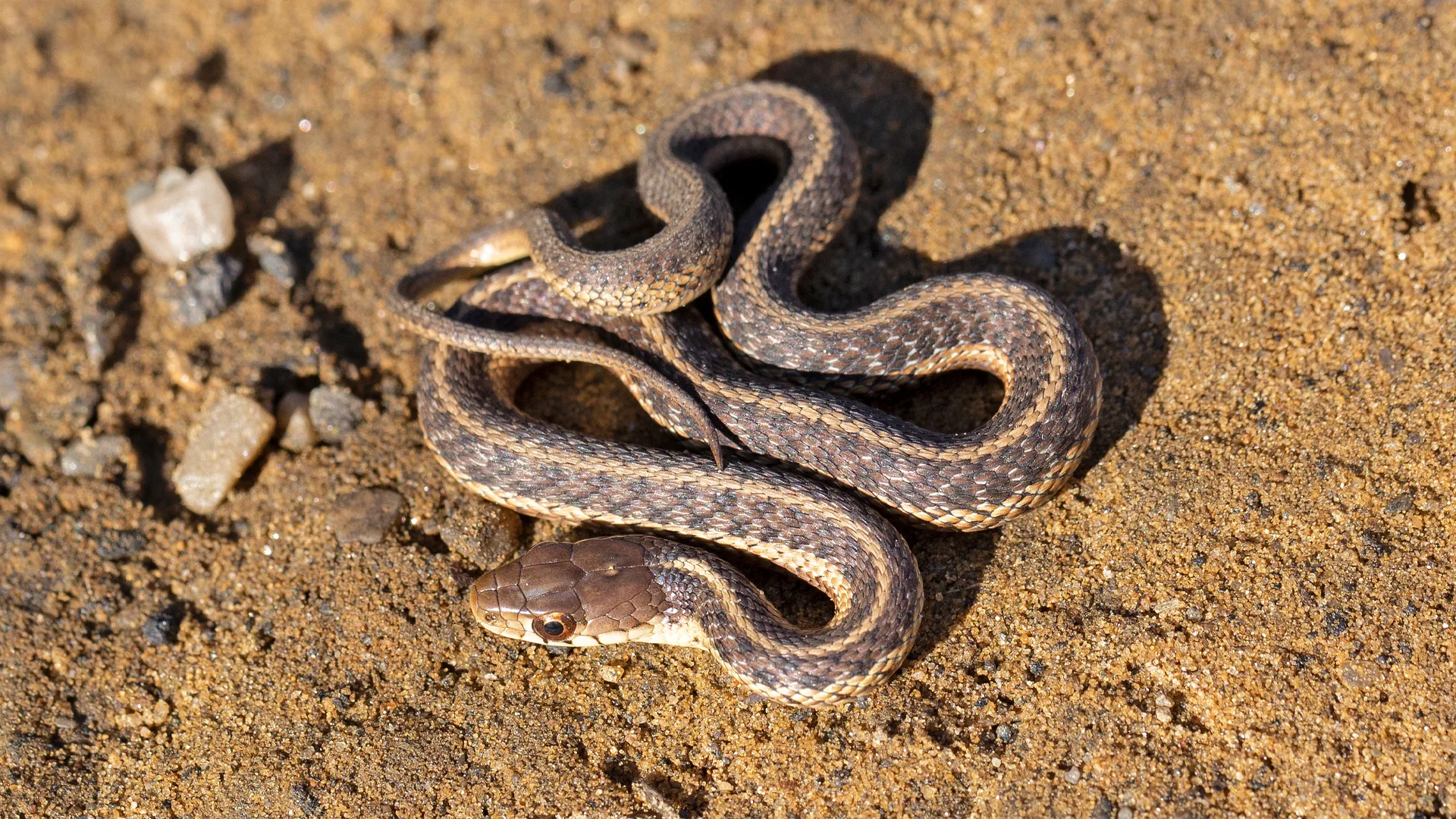 Eastern Garter Snake