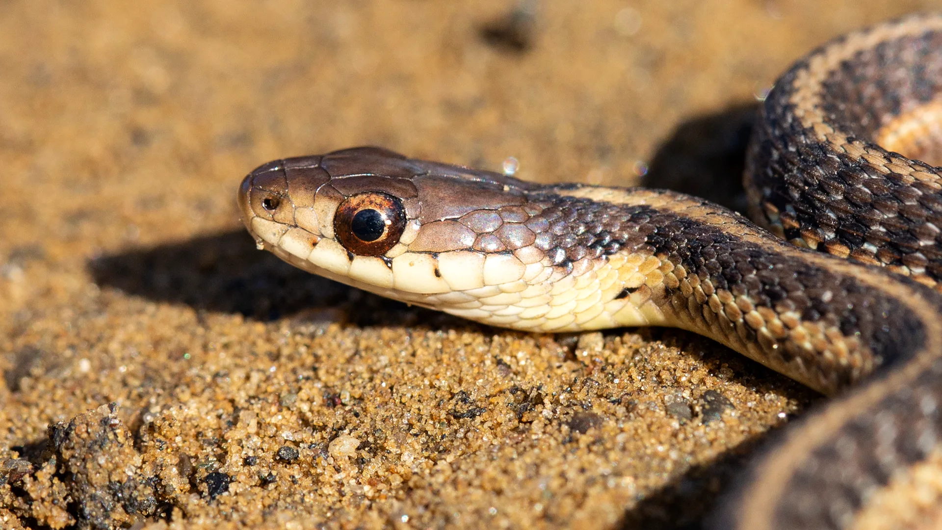 Eastern Garter Snake
