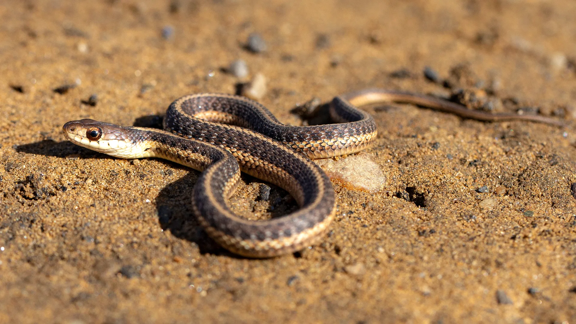 Eastern Garter Snake