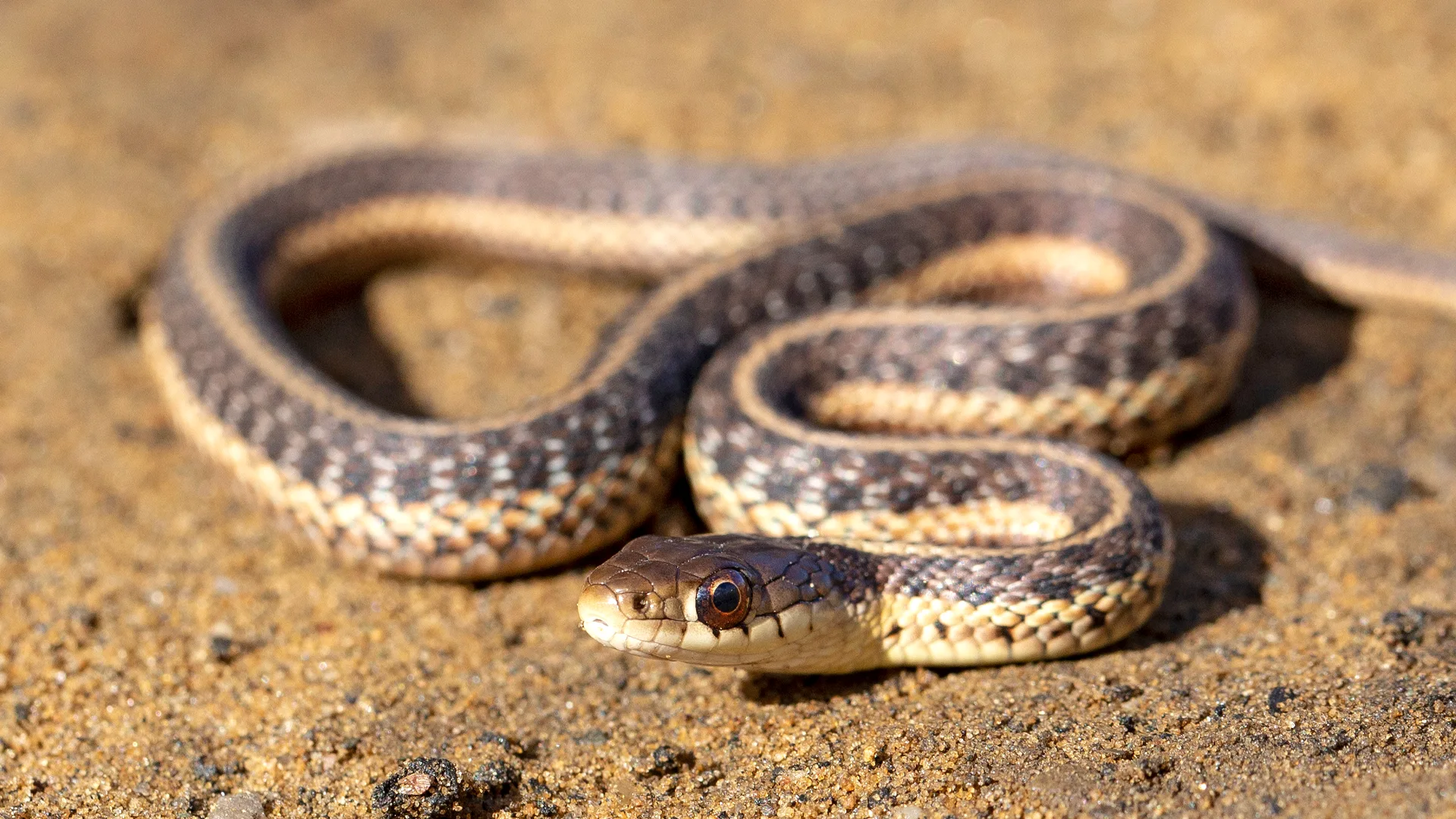 Eastern Garter Snake