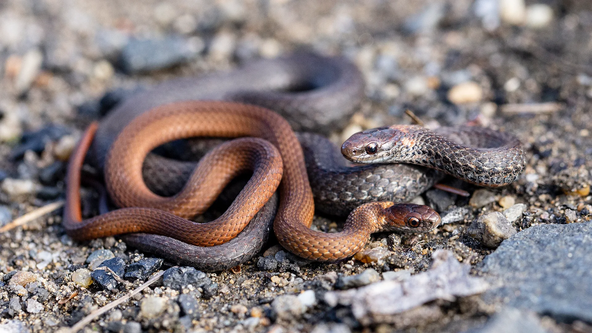 Northern Redbelly Snake