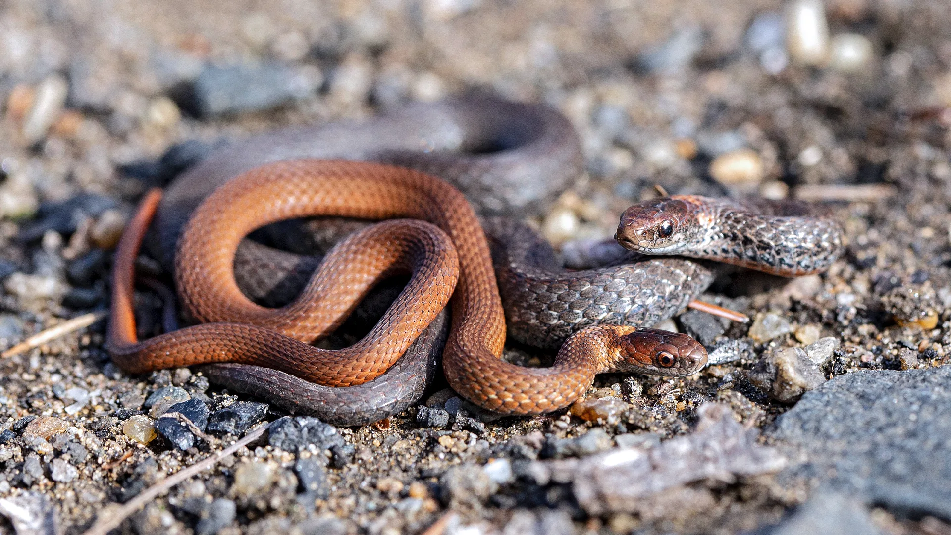 Northern Redbelly Snake
