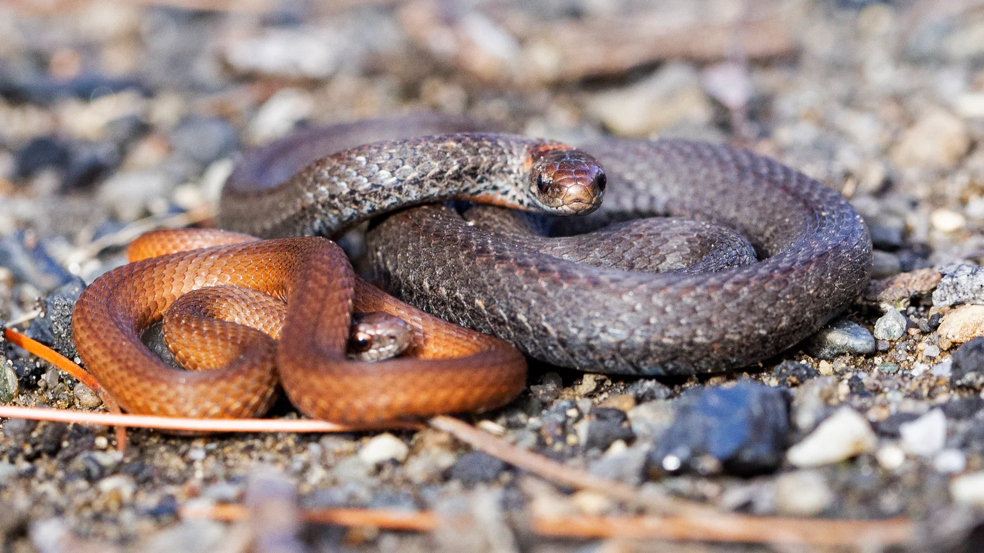 Northern Redbelly Snake