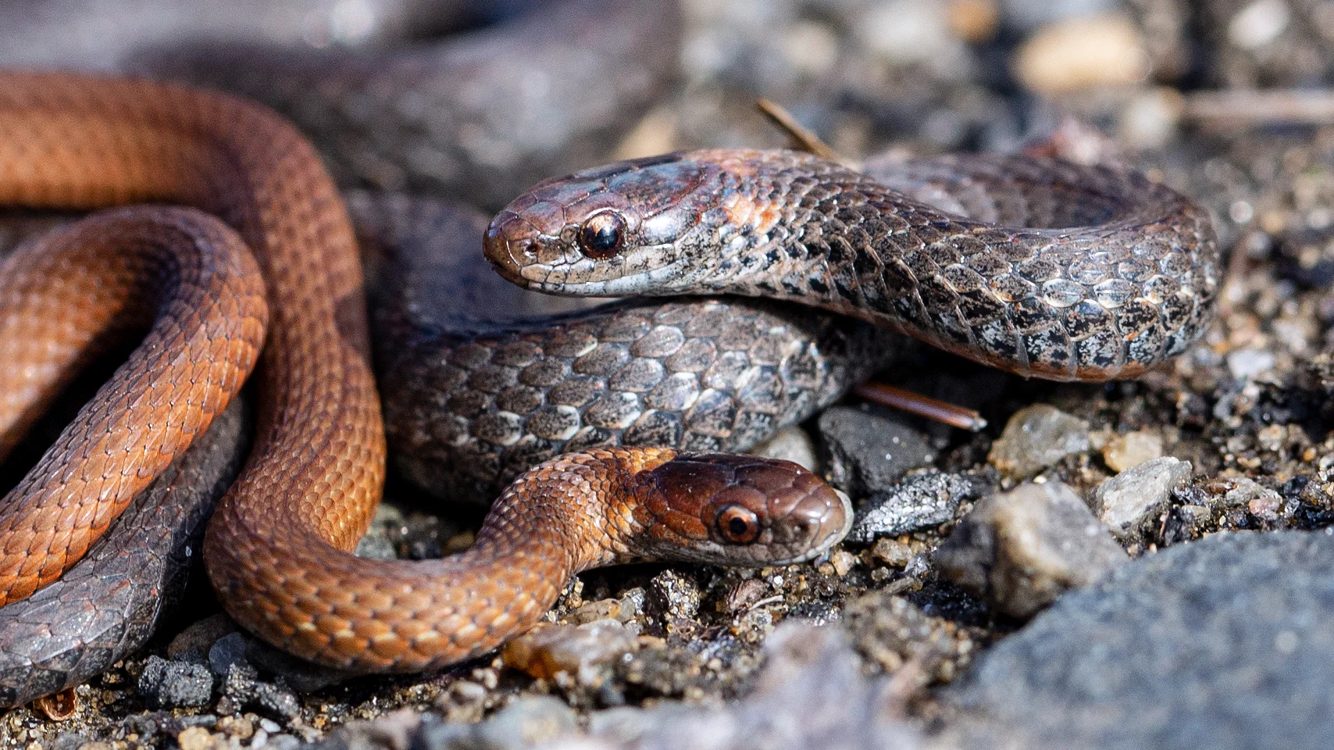 Northern Redbelly Snake