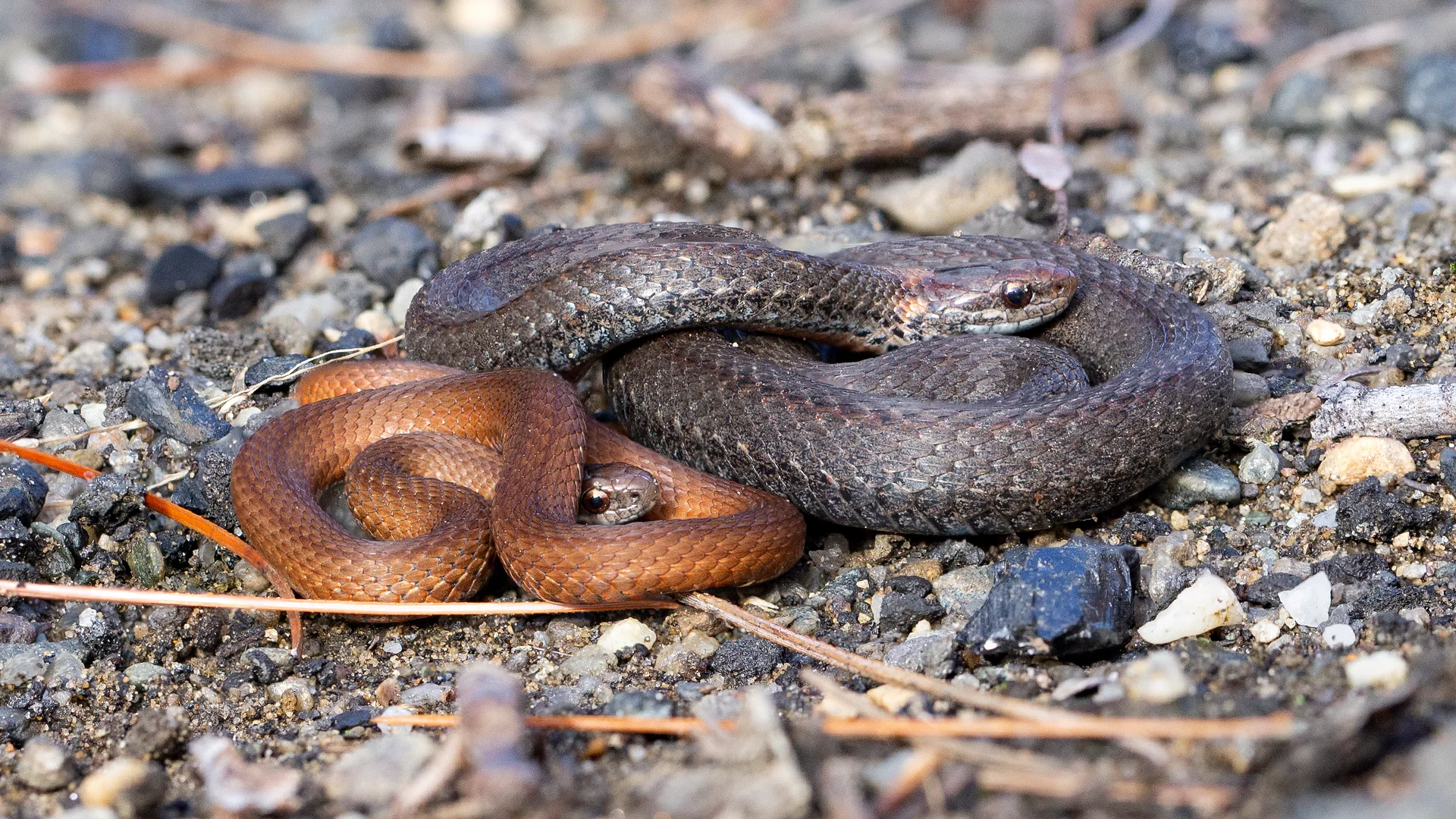 Northern Redbelly Snake