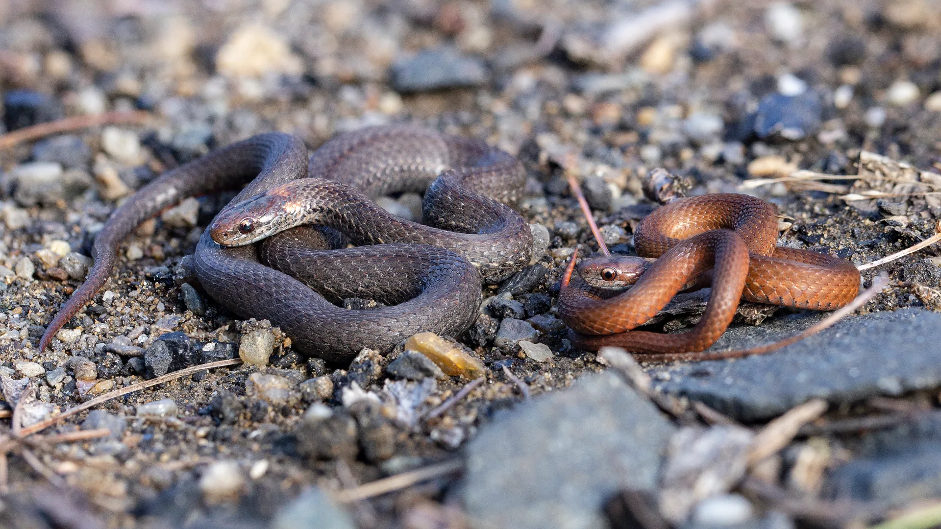 Northern Redbelly Snake