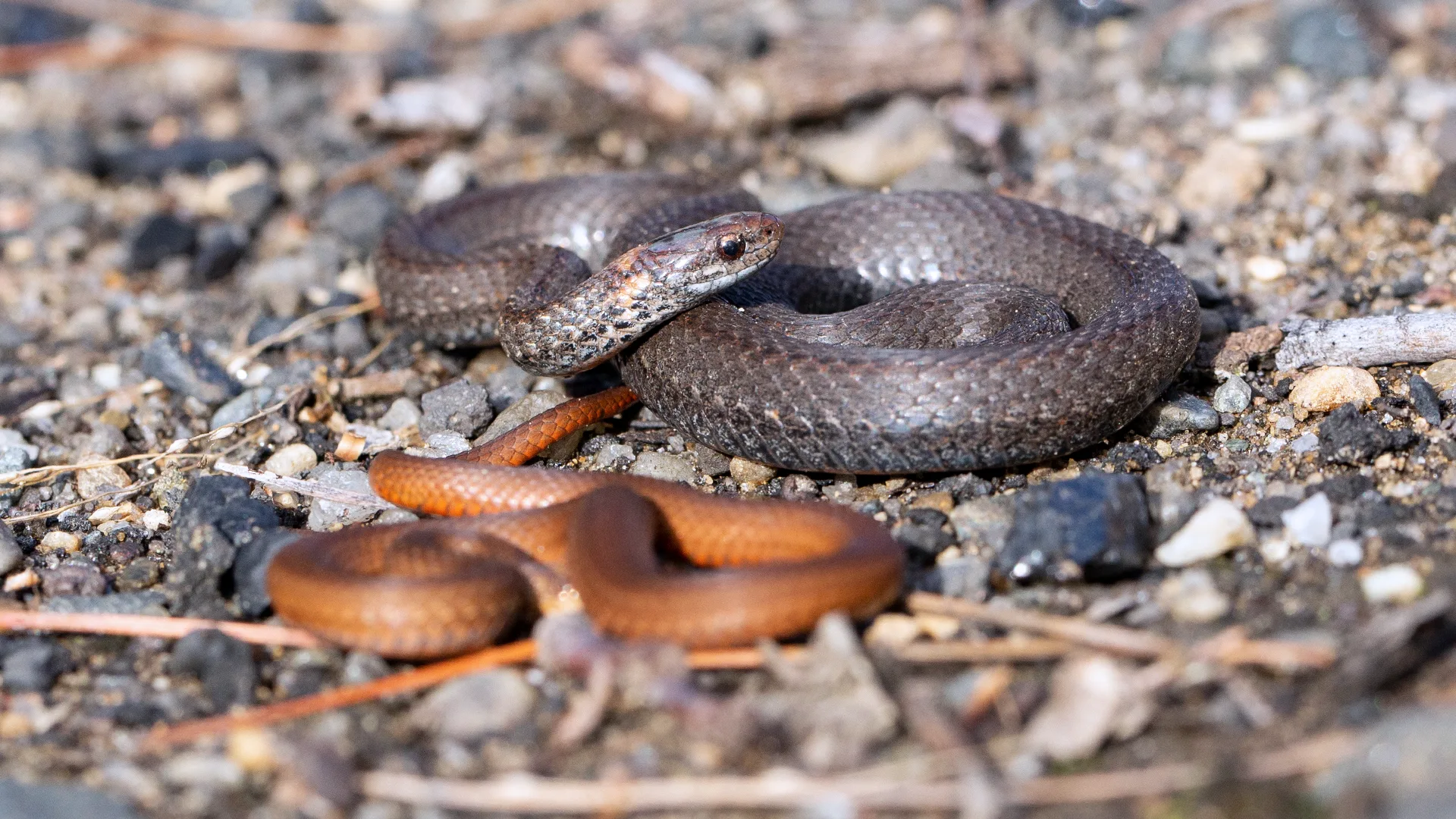Northern Redbelly Snake