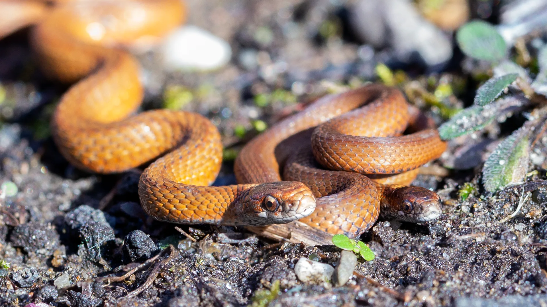 Northern Redbelly Snake
