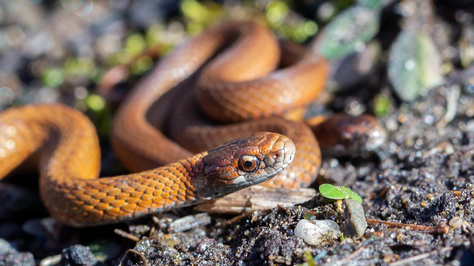 Northern Redbelly Snake