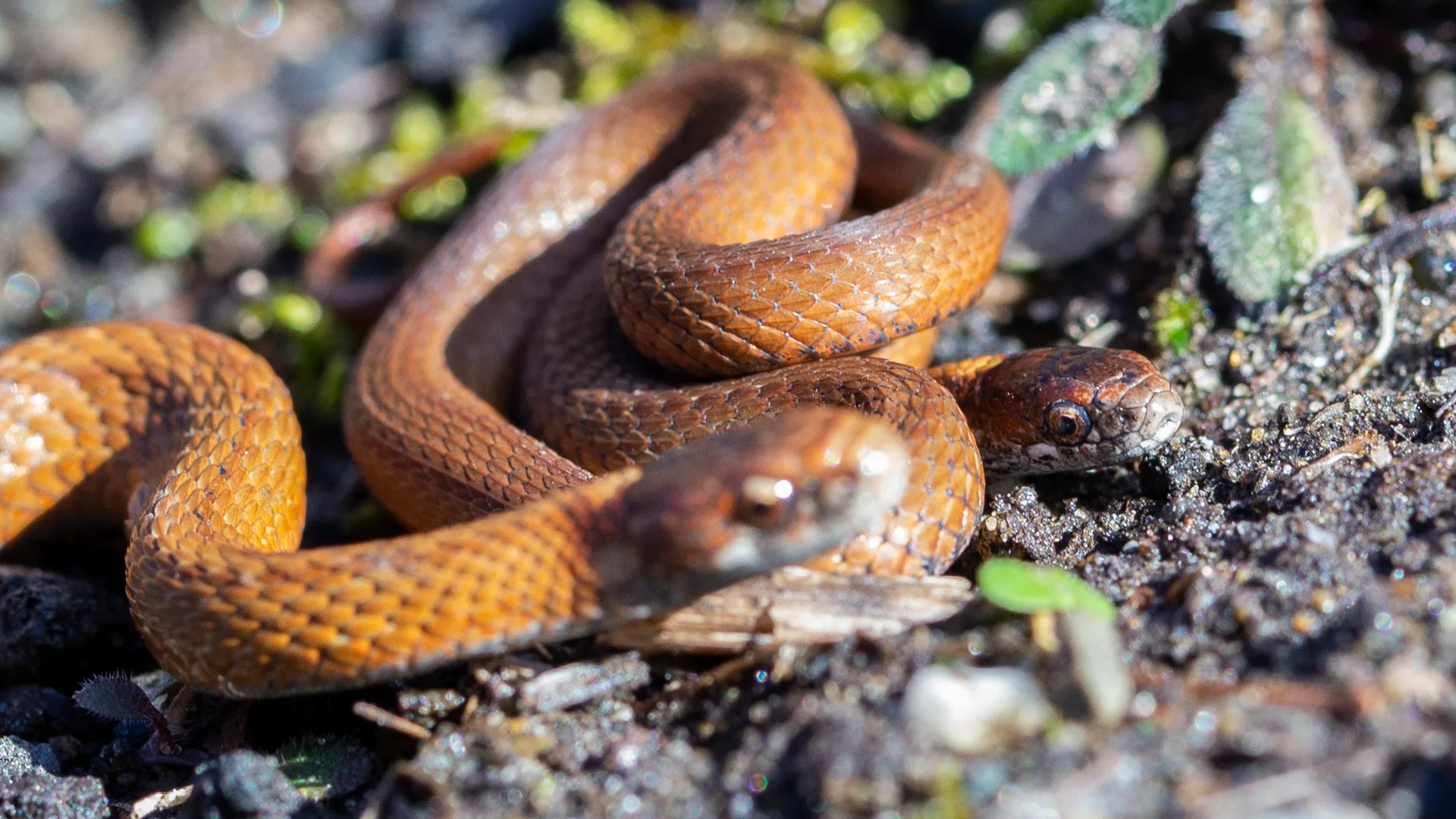 Northern Redbelly Snake