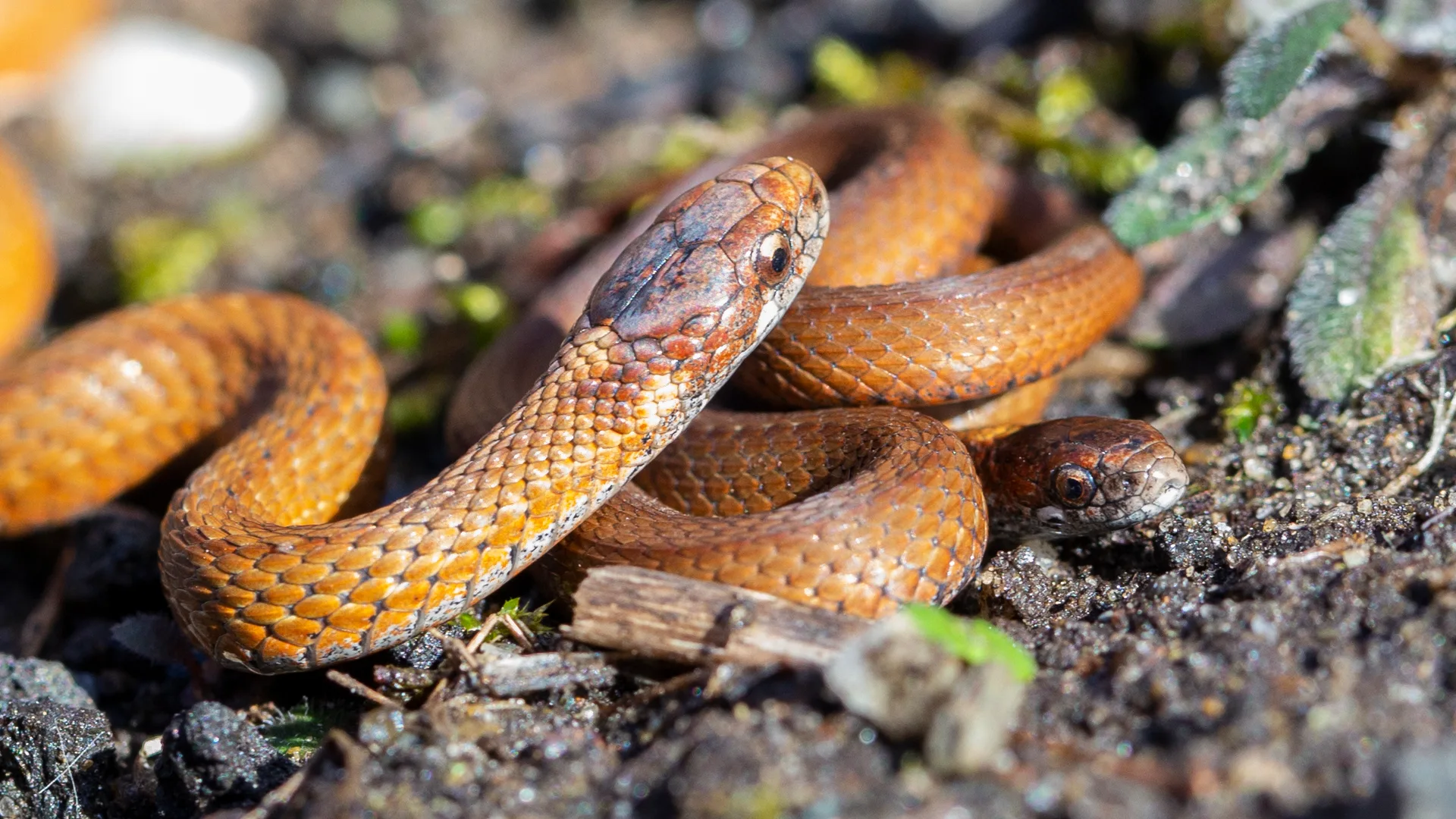 Northern Redbelly Snake