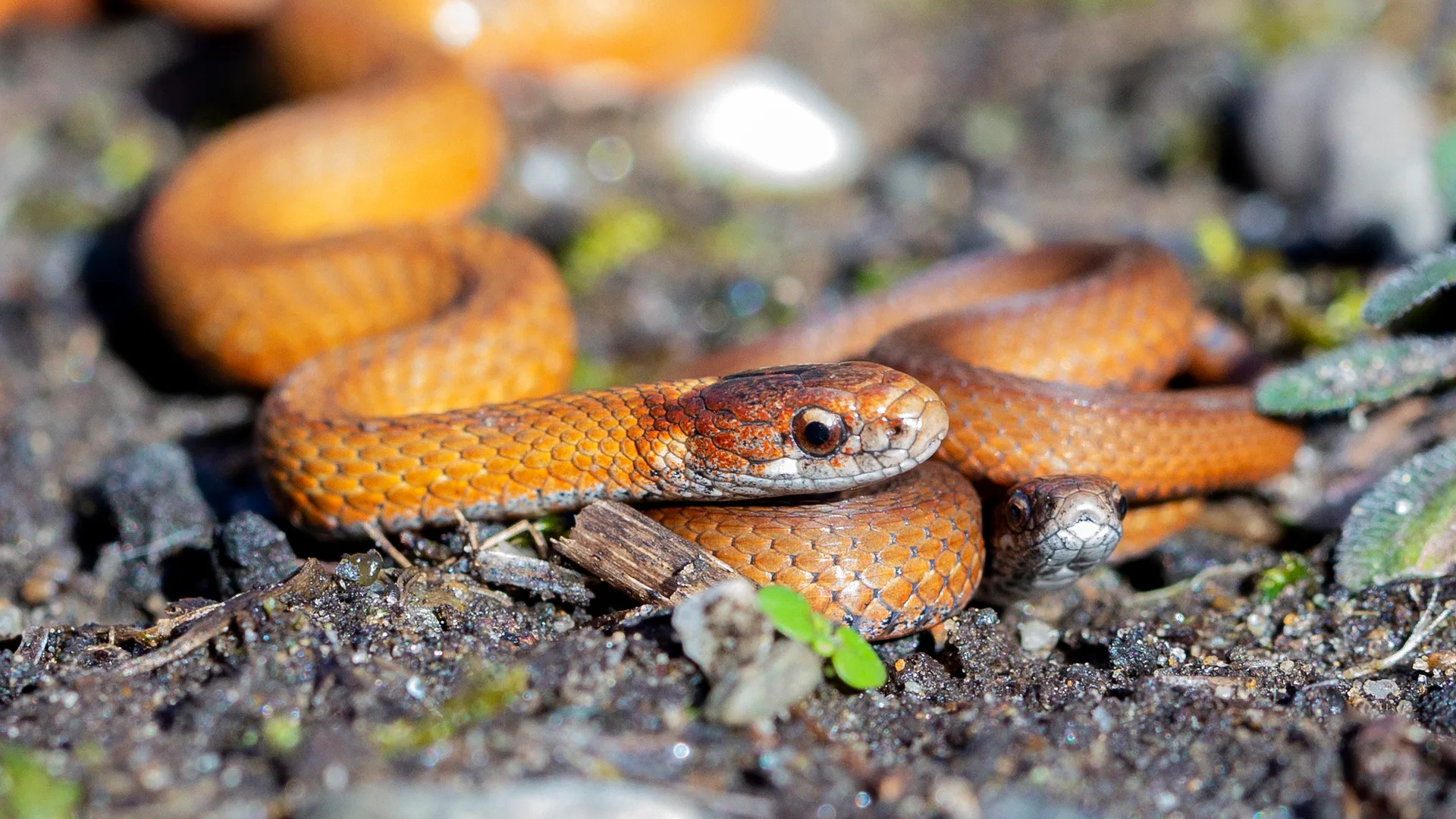 Northern Redbelly Snake