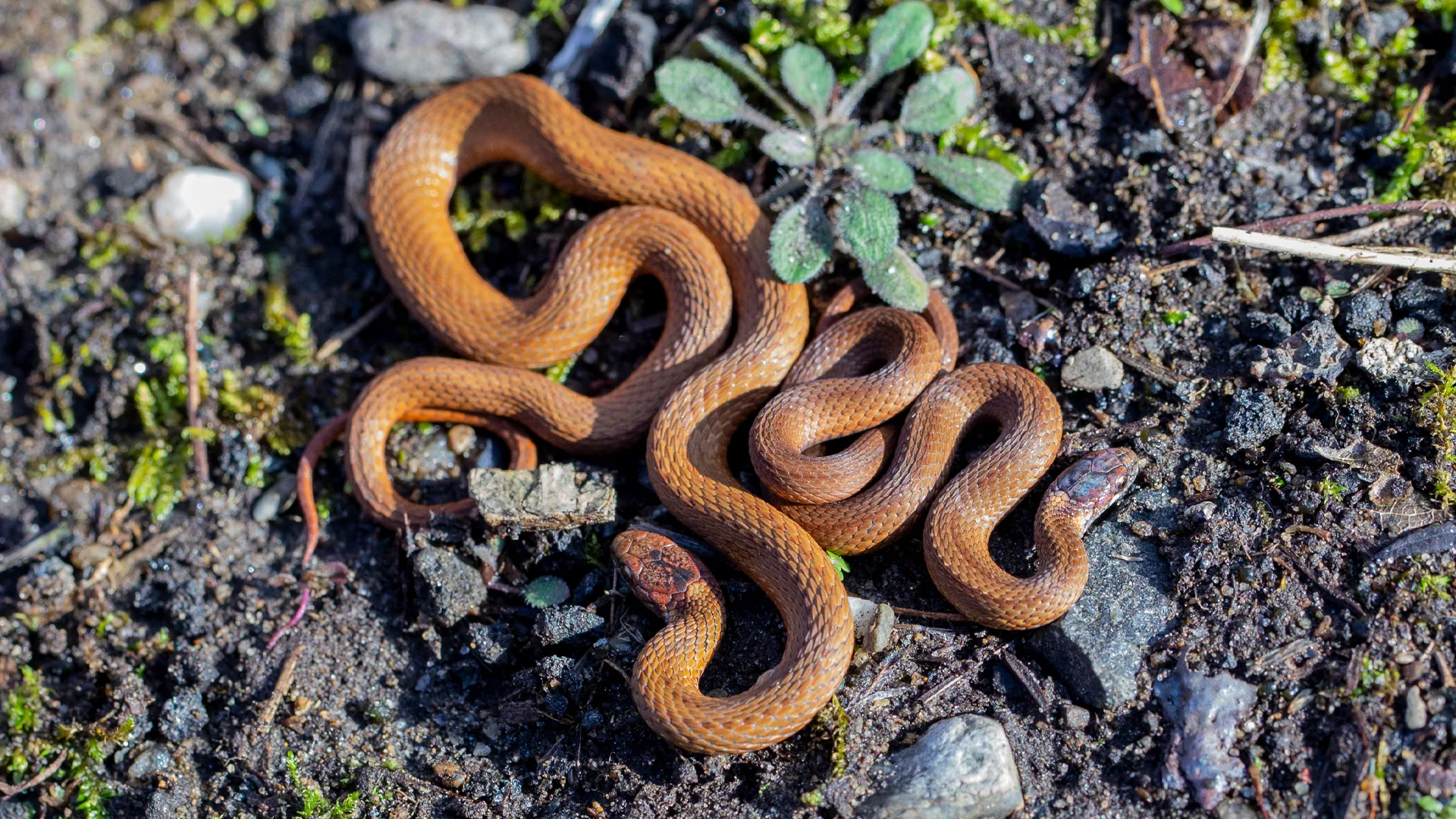 Northern Redbelly Snake