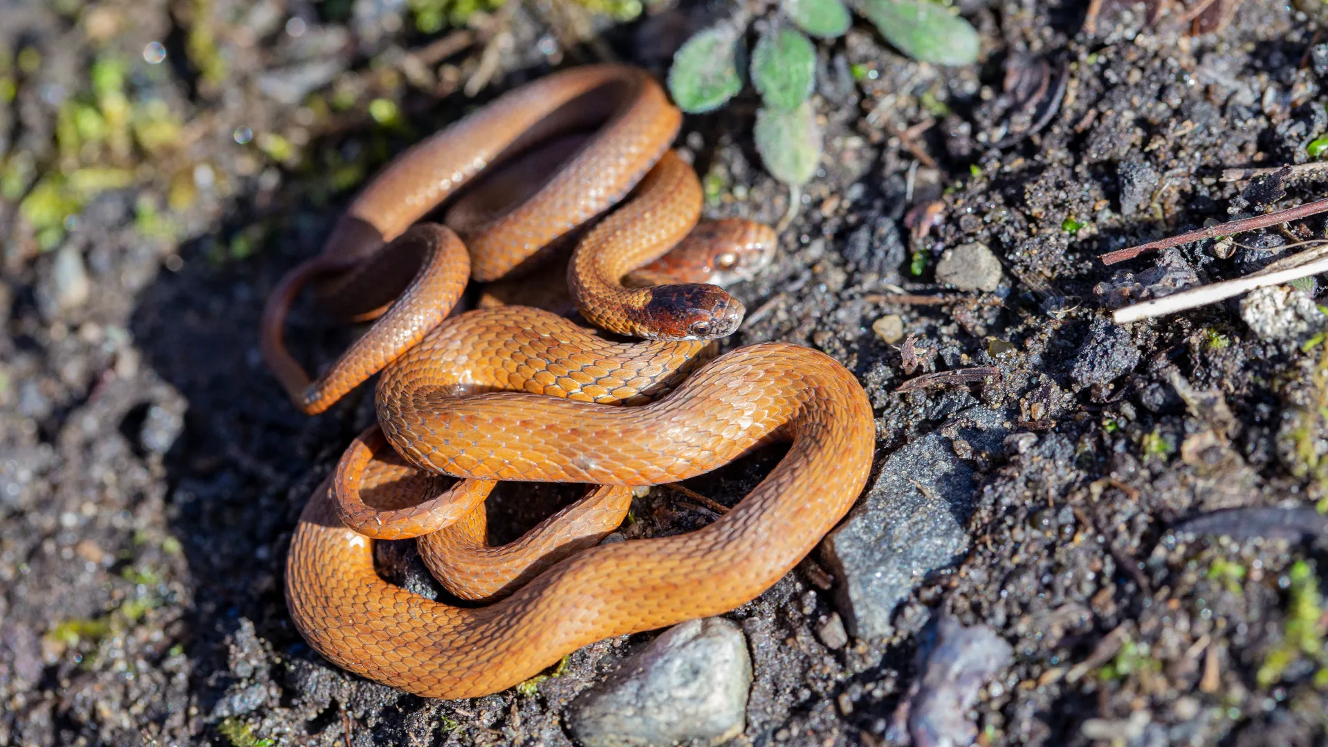 Northern Redbelly Snake