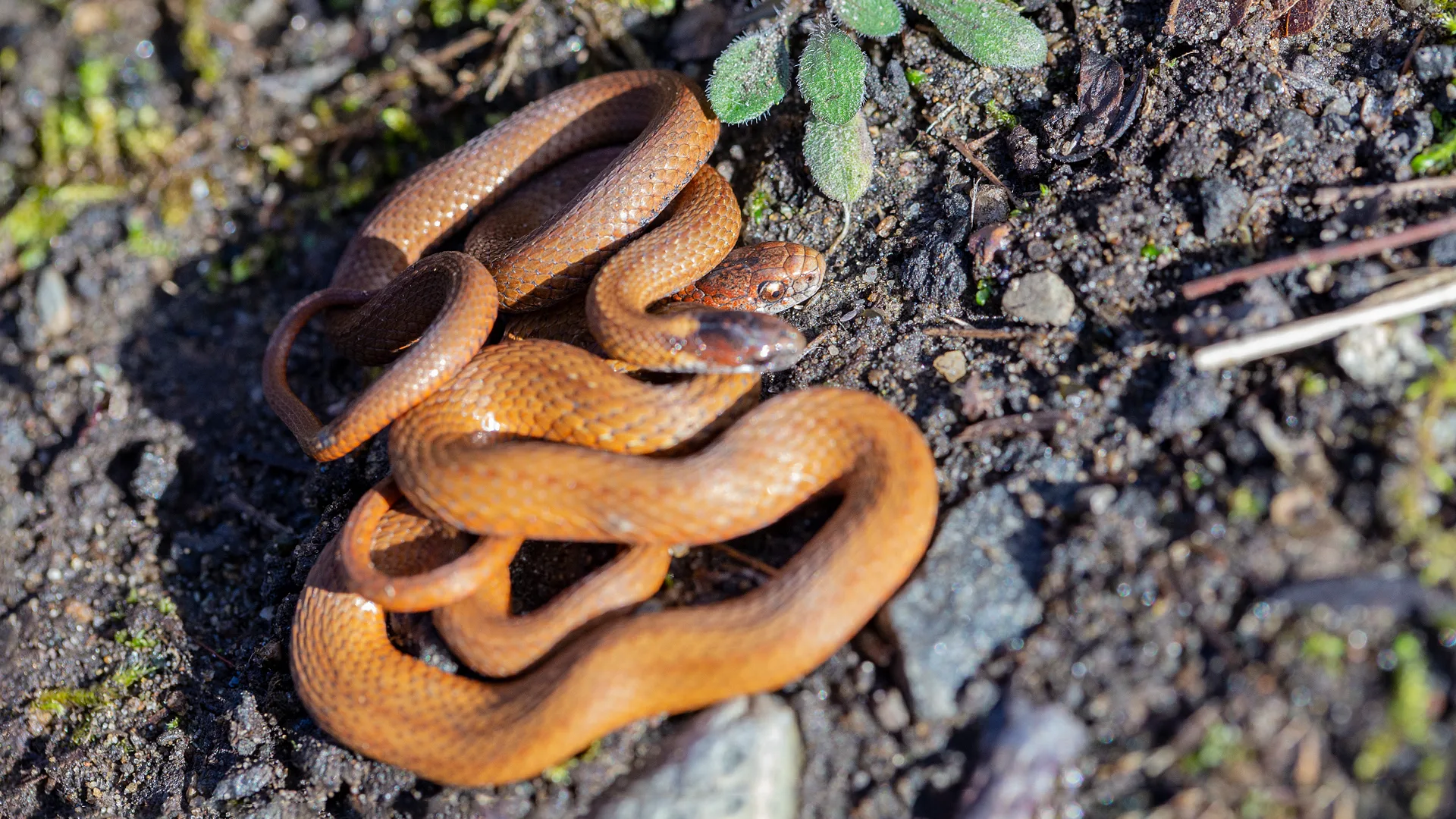Northern Redbelly Snake
