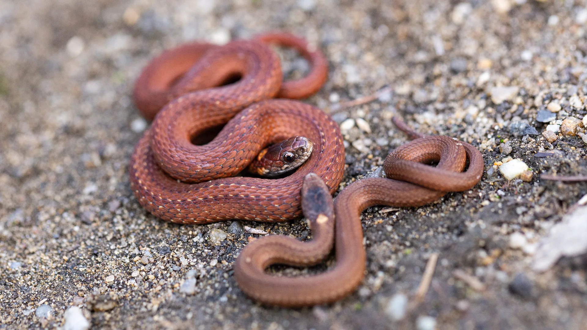 Northern Redbelly Snake