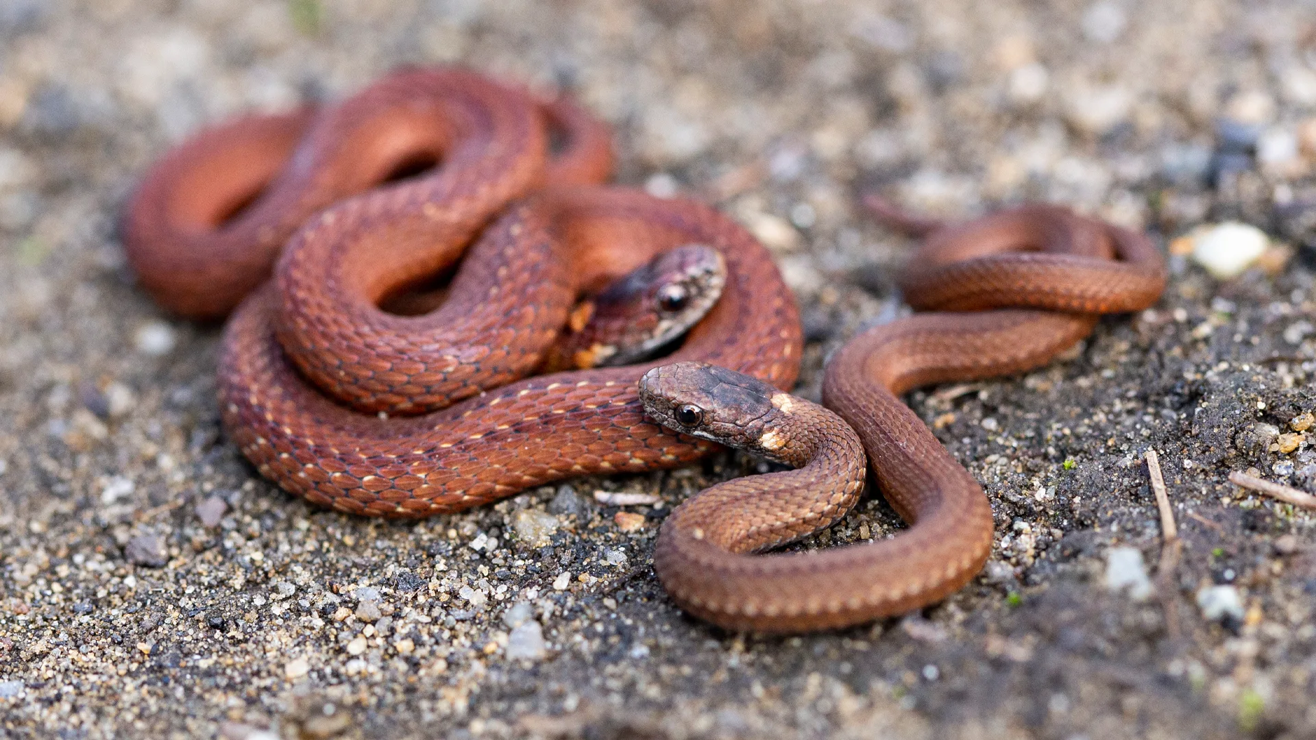Northern Redbelly Snake