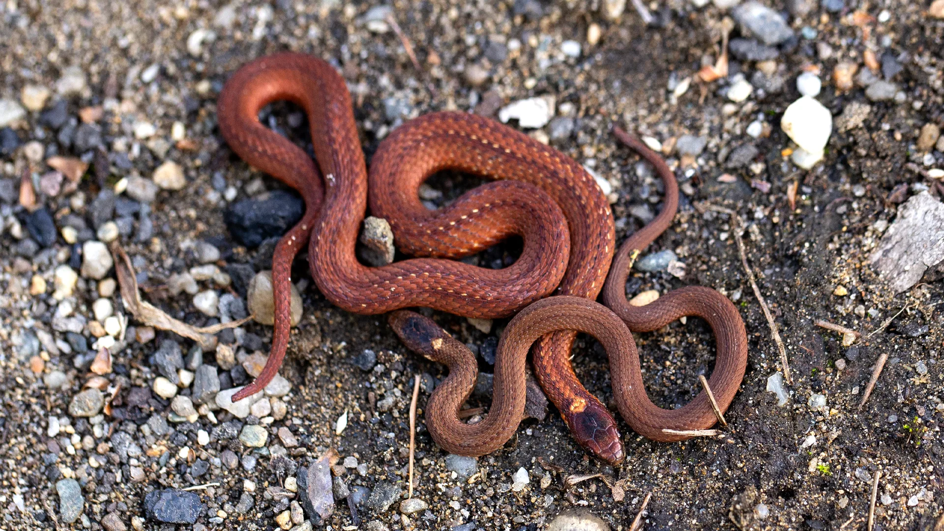 Northern Redbelly Snake