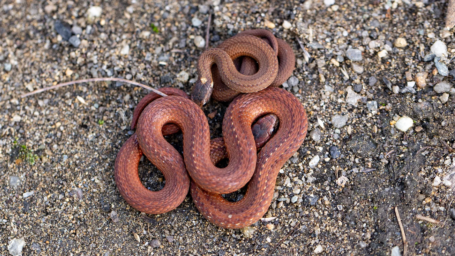 Northern Redbelly Snake