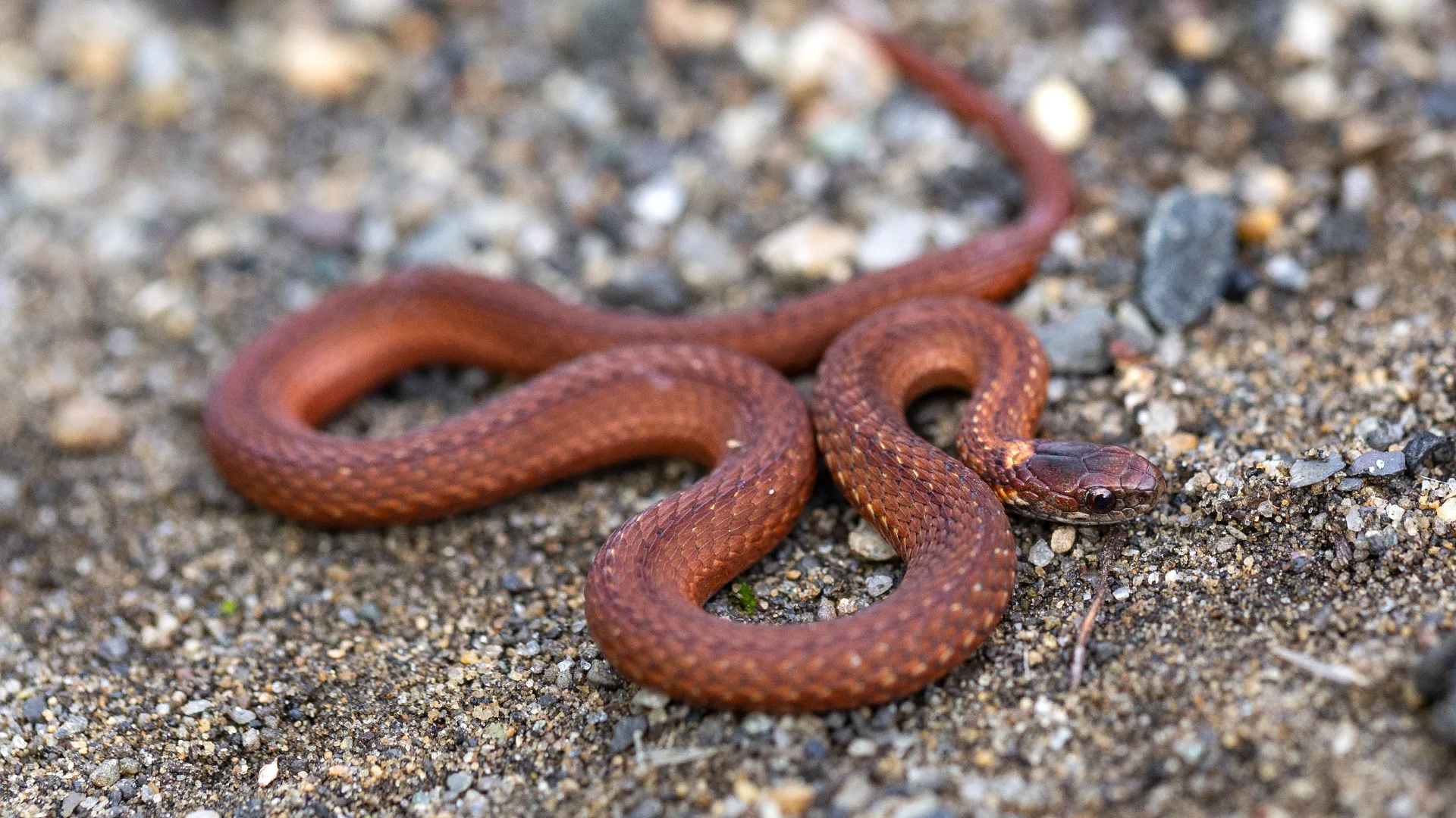 Northern Redbelly Snake