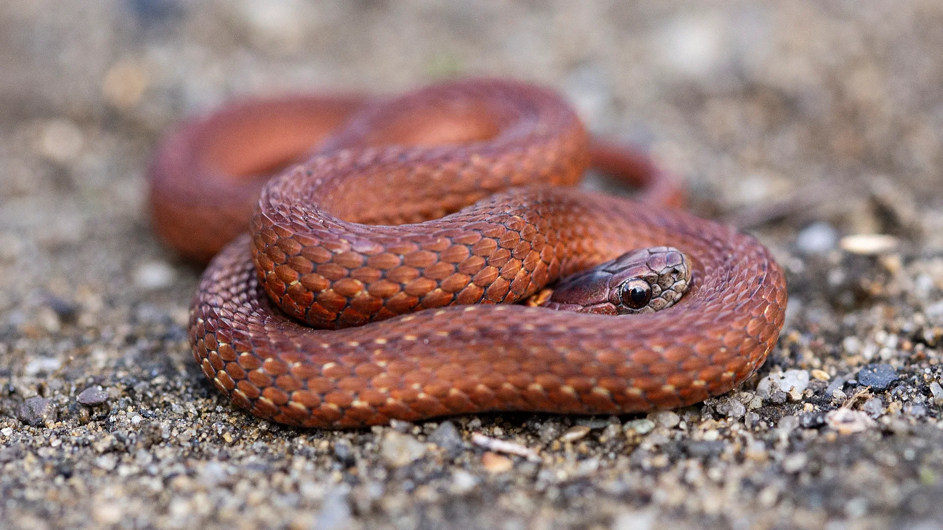 Northern Redbelly Snake