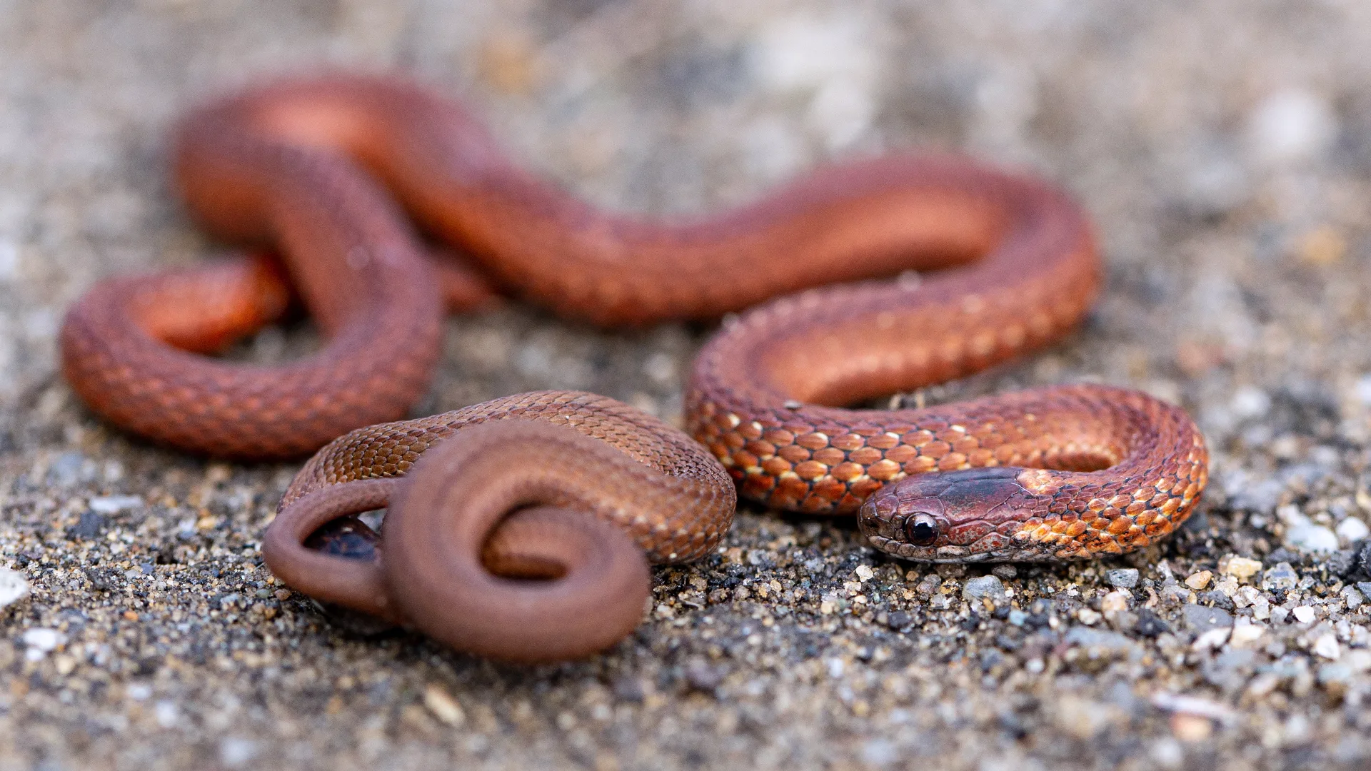 Northern Redbelly Snake