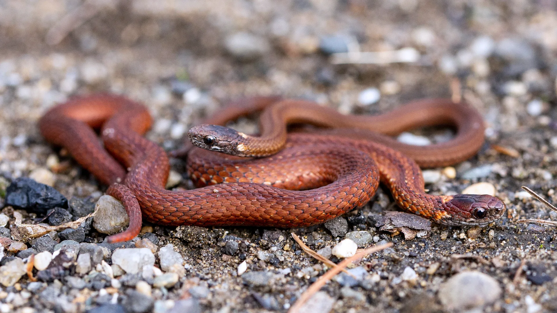 Northern Redbelly Snake