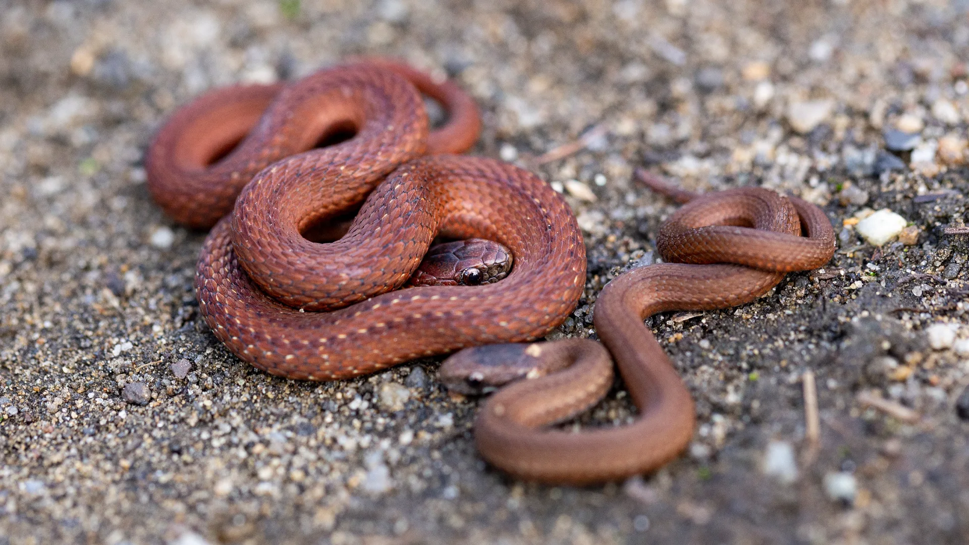 Northern Redbelly Snake