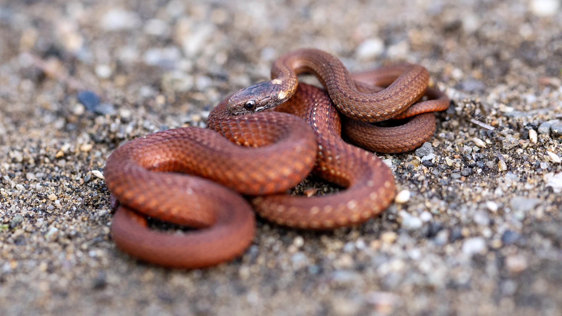 Northern Redbelly Snake