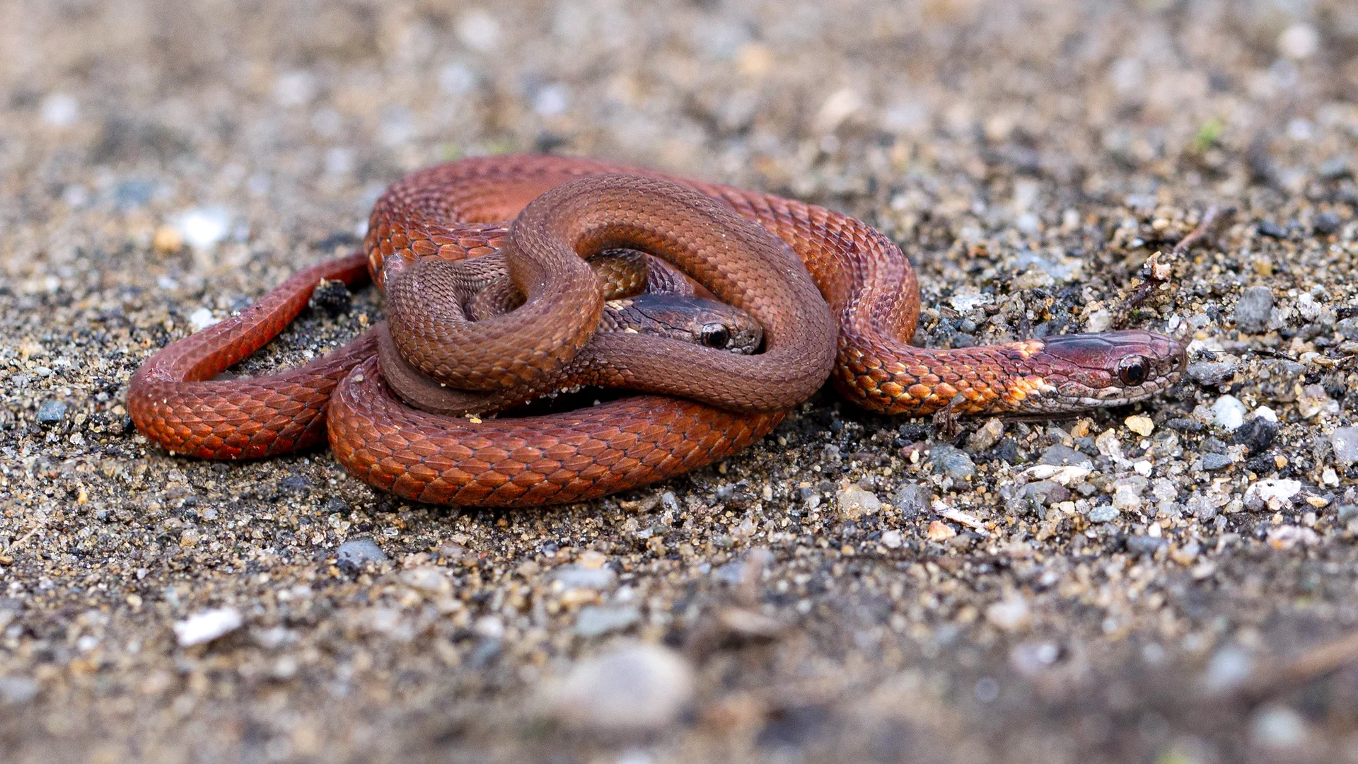 Northern Redbelly Snake