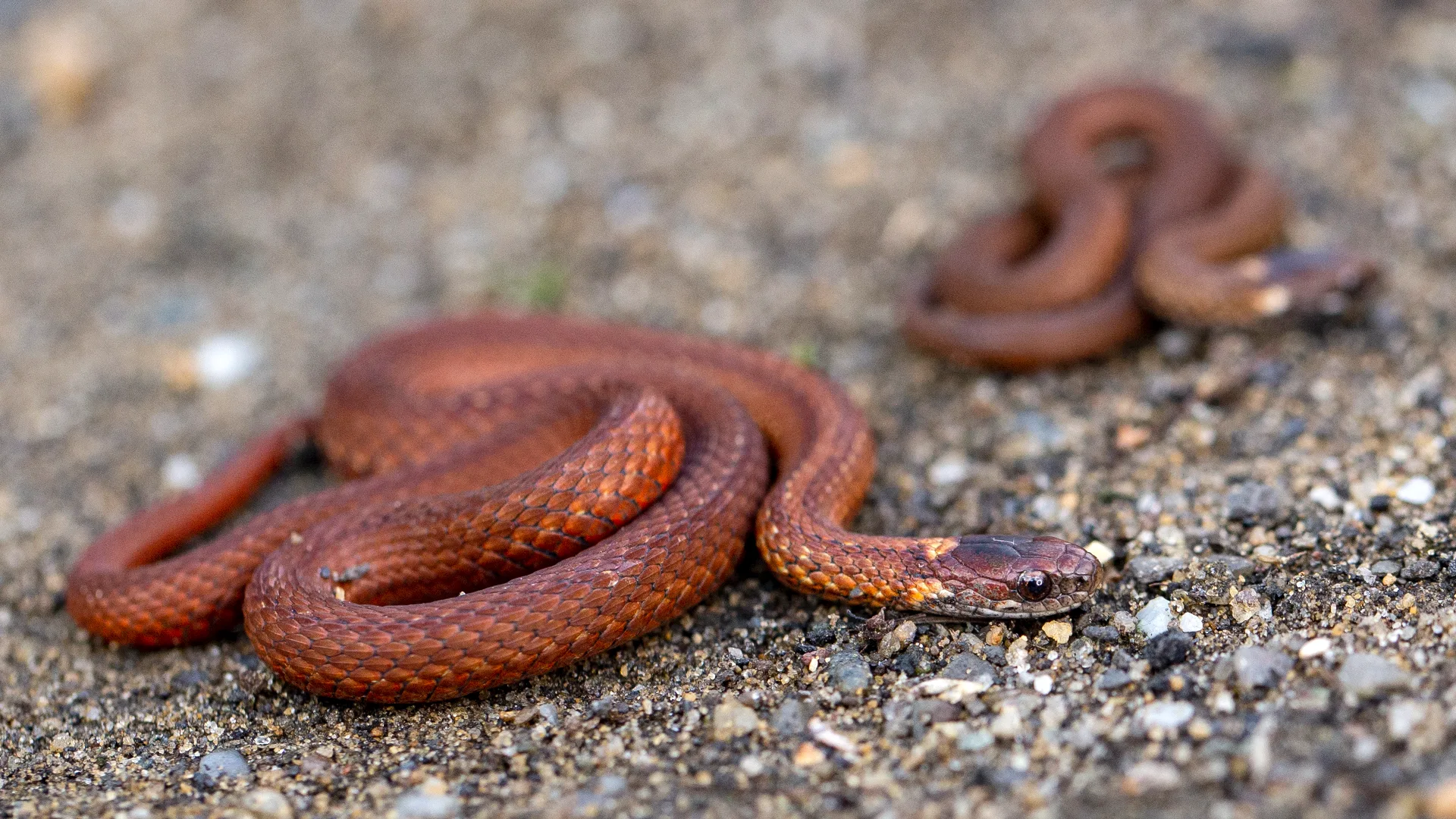 Northern Redbelly Snake