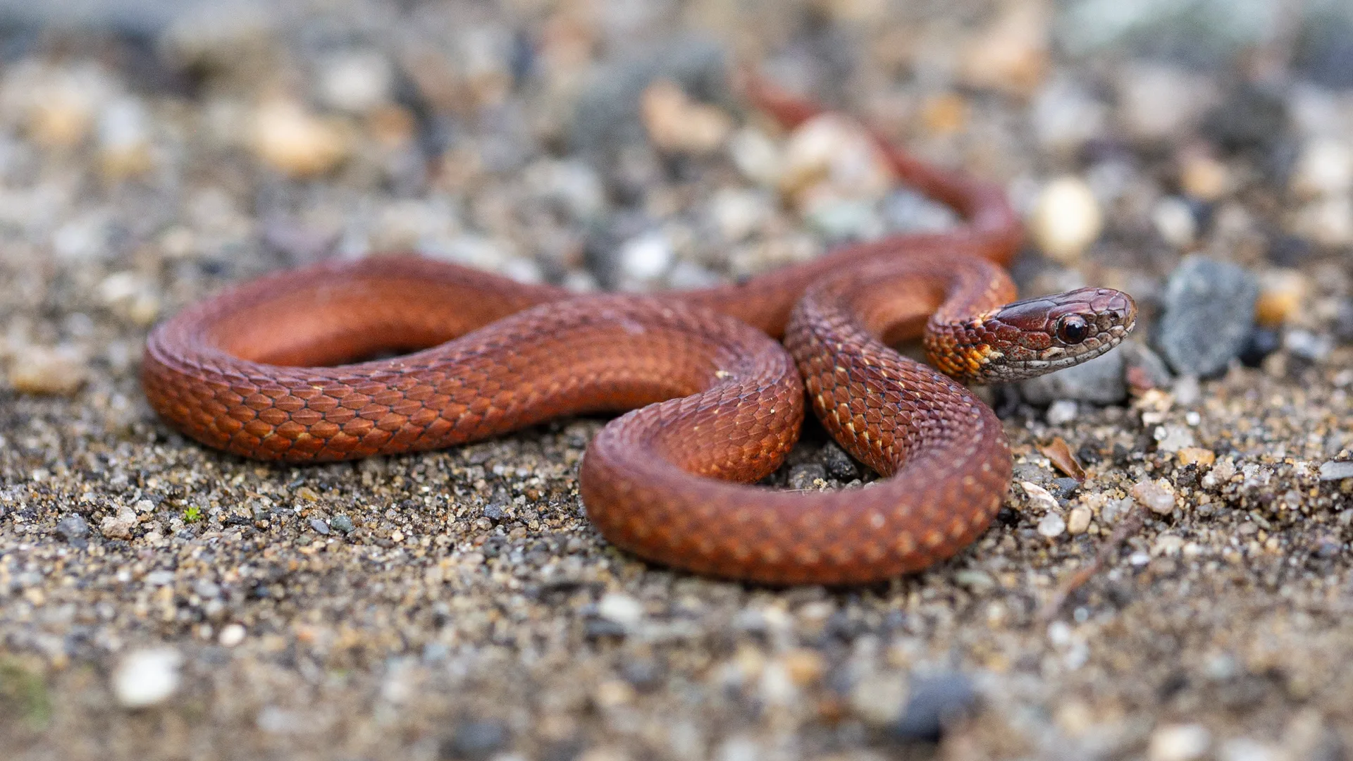 Northern Redbelly Snake