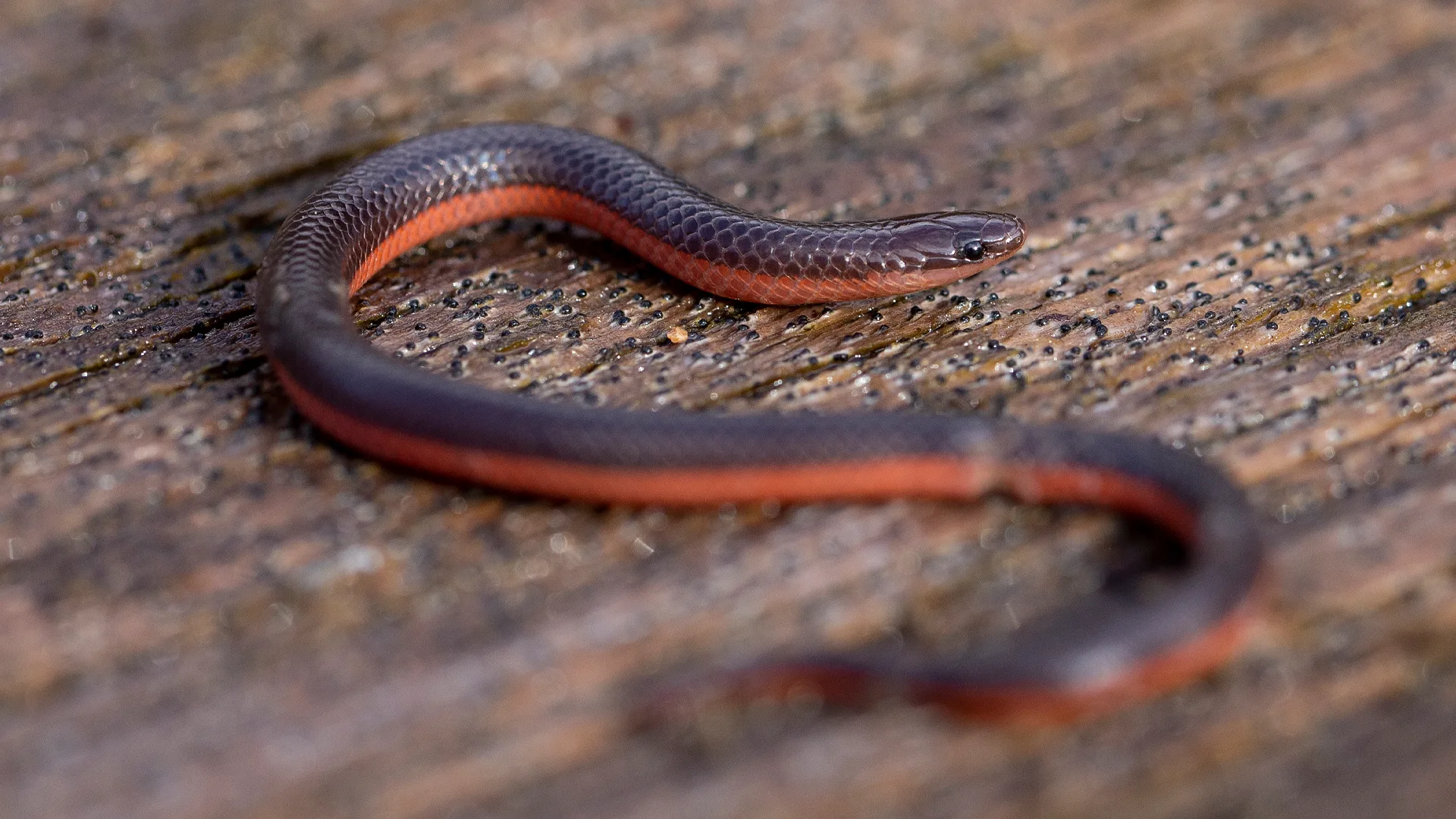 Eastern Worm Snake