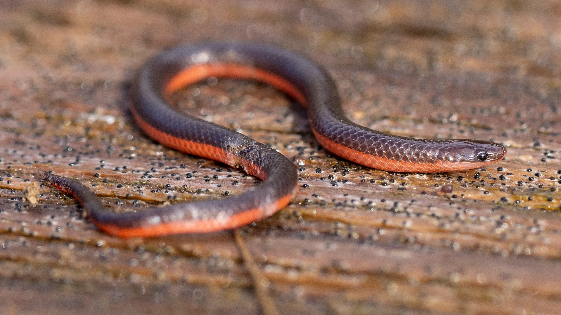 Eastern Worm Snake