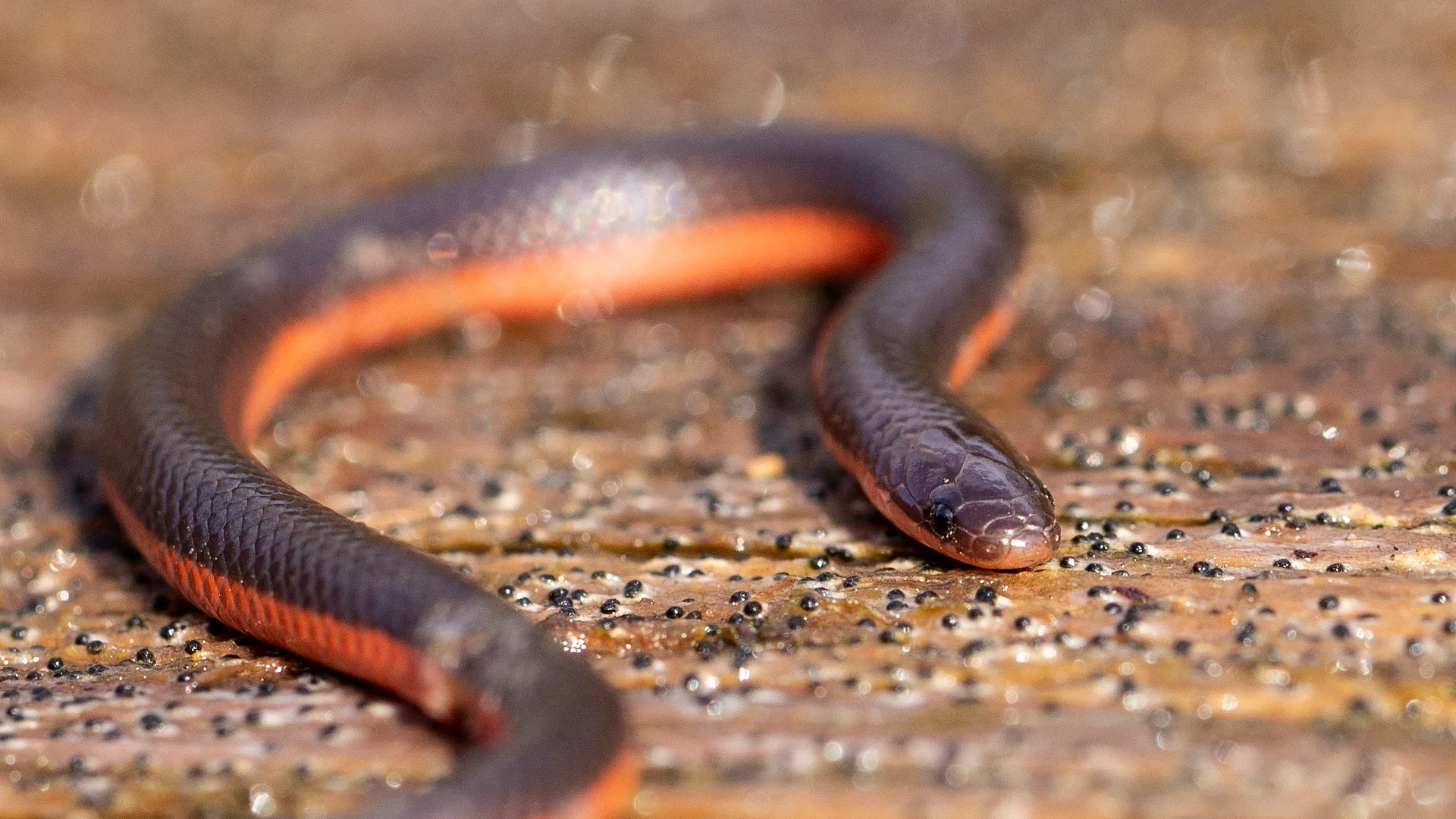 Eastern Worm Snake