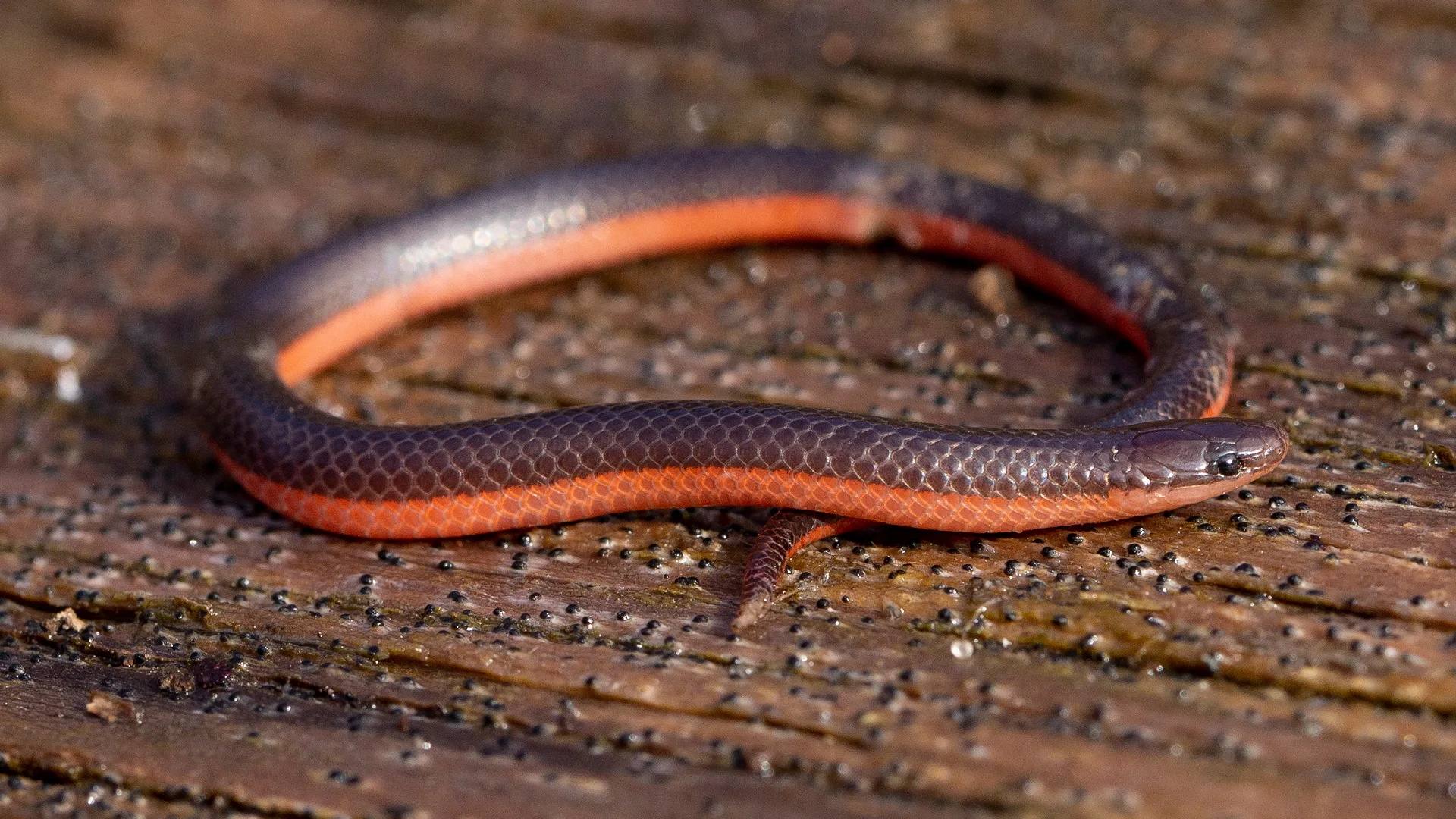 Eastern Worm Snake