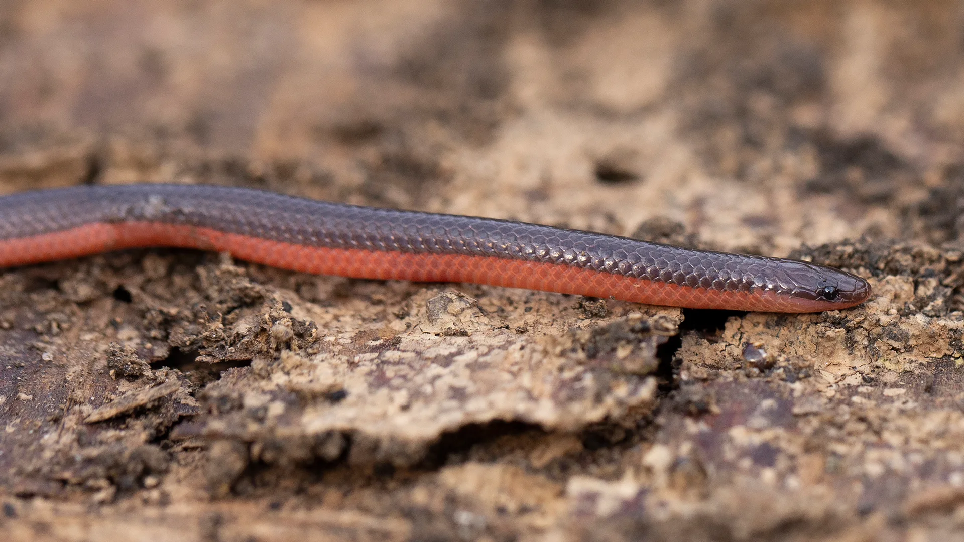 Eastern Worm Snake