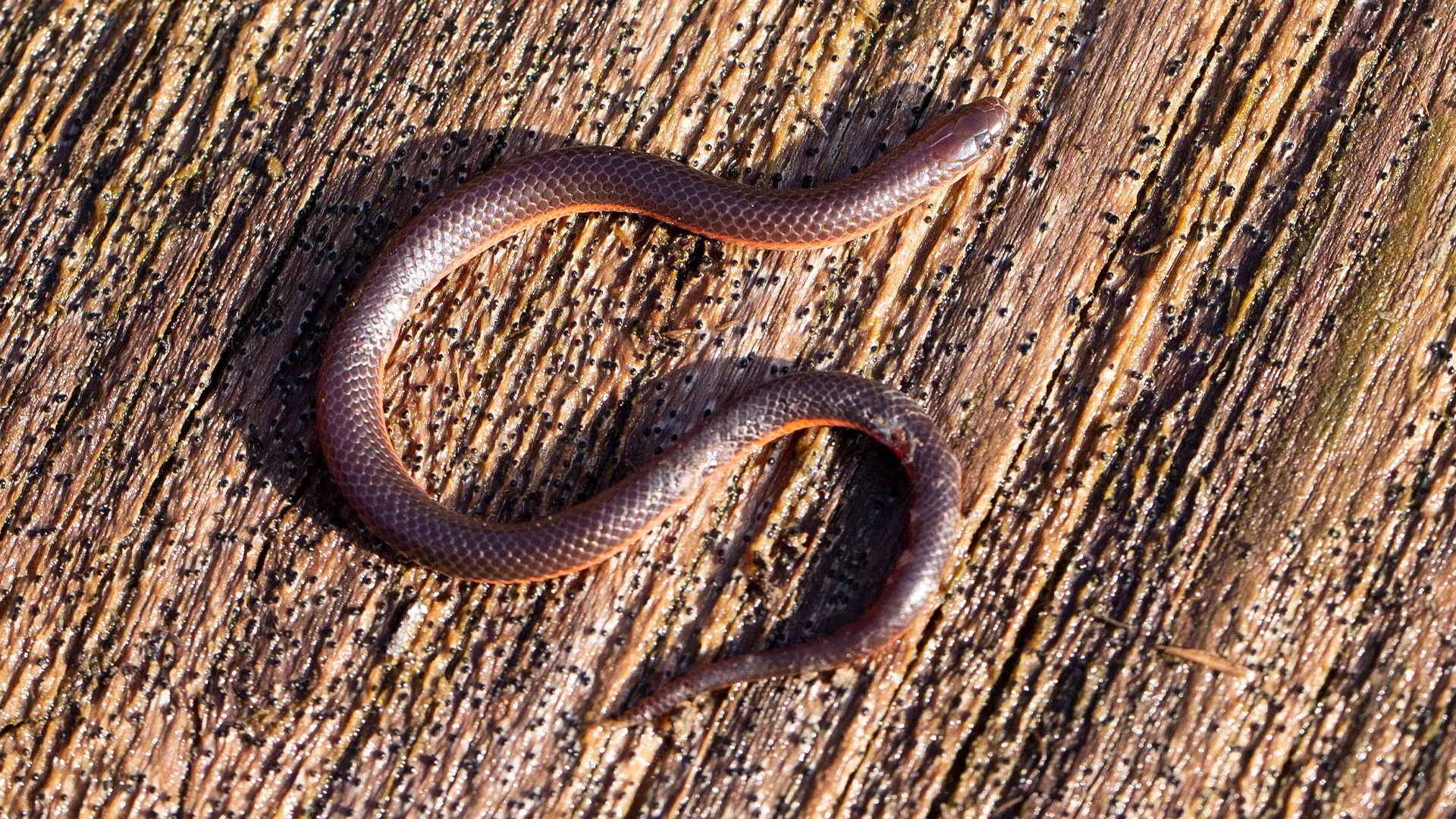 Eastern Worm Snake