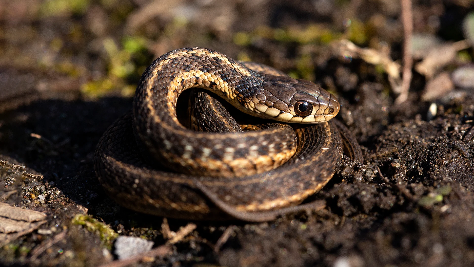 Eastern Garter Snake