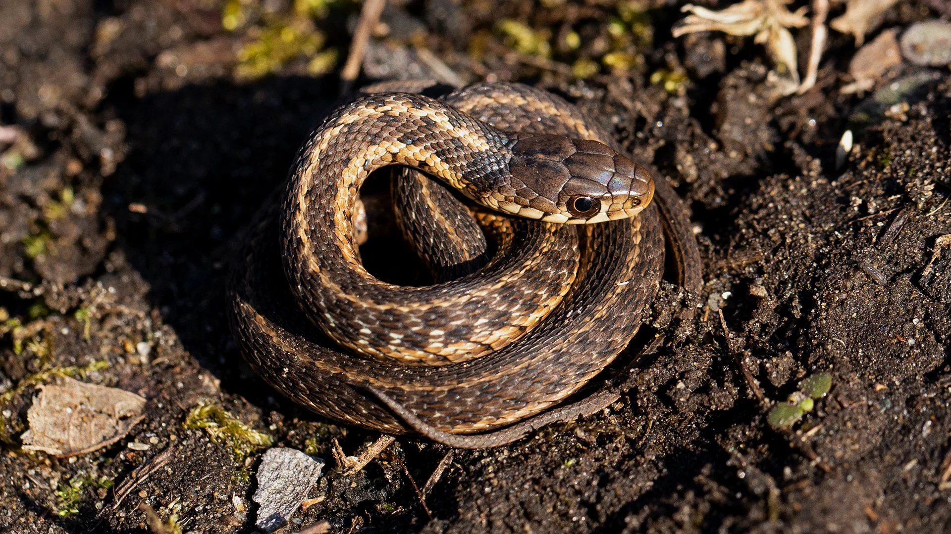 Eastern Garter Snake